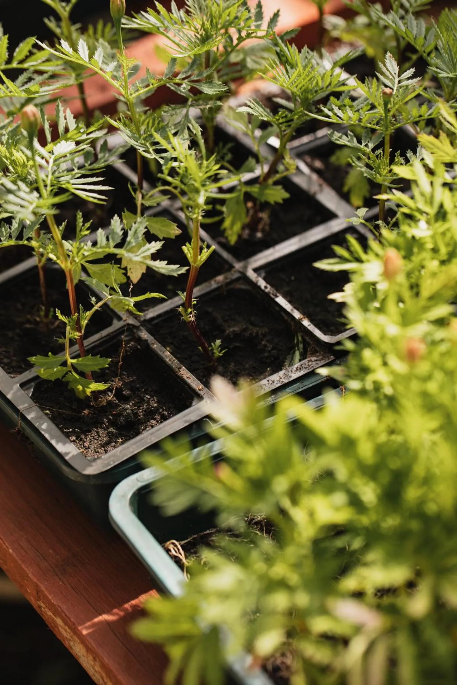 Garden in George Hotel