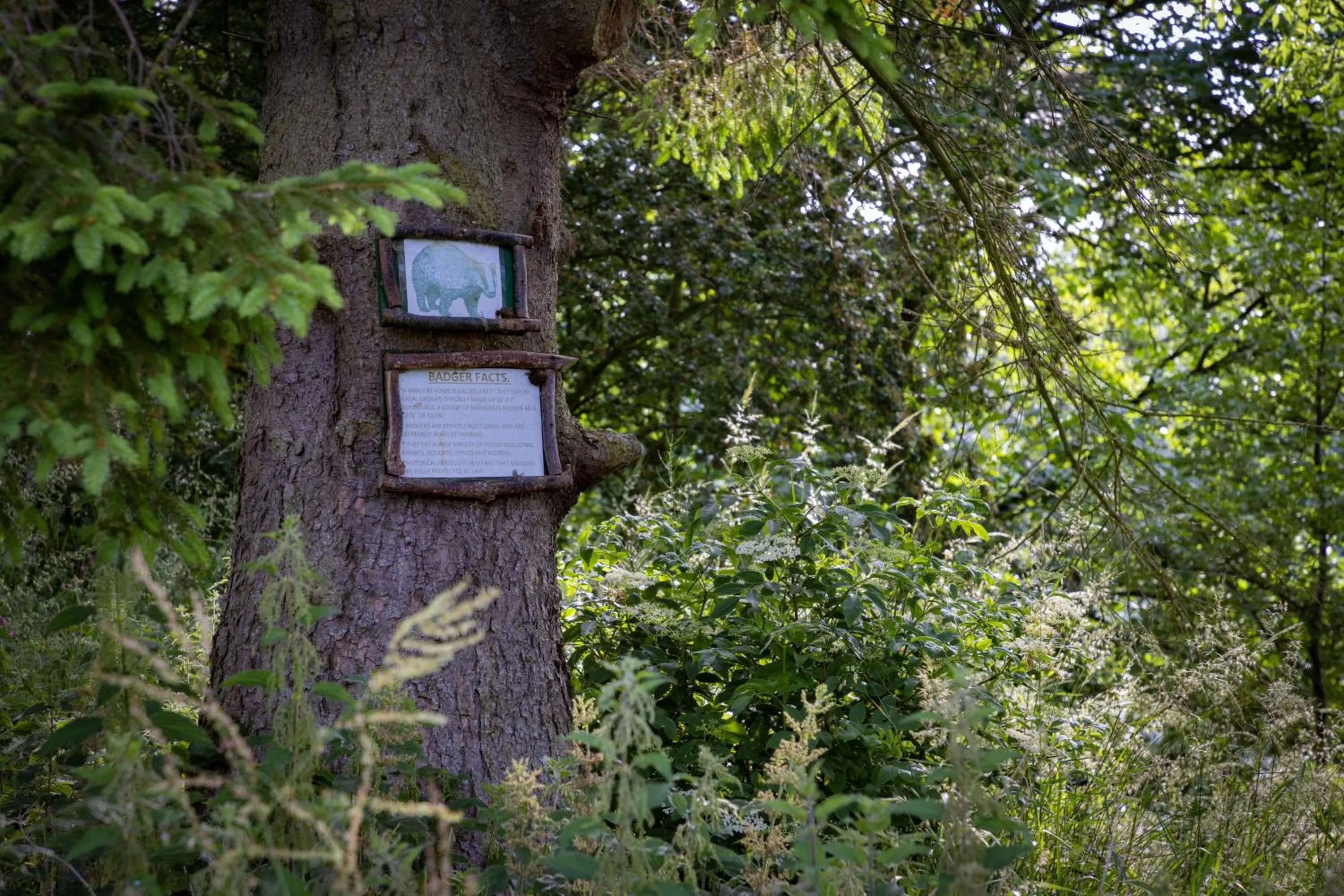 Garden in George Hotel