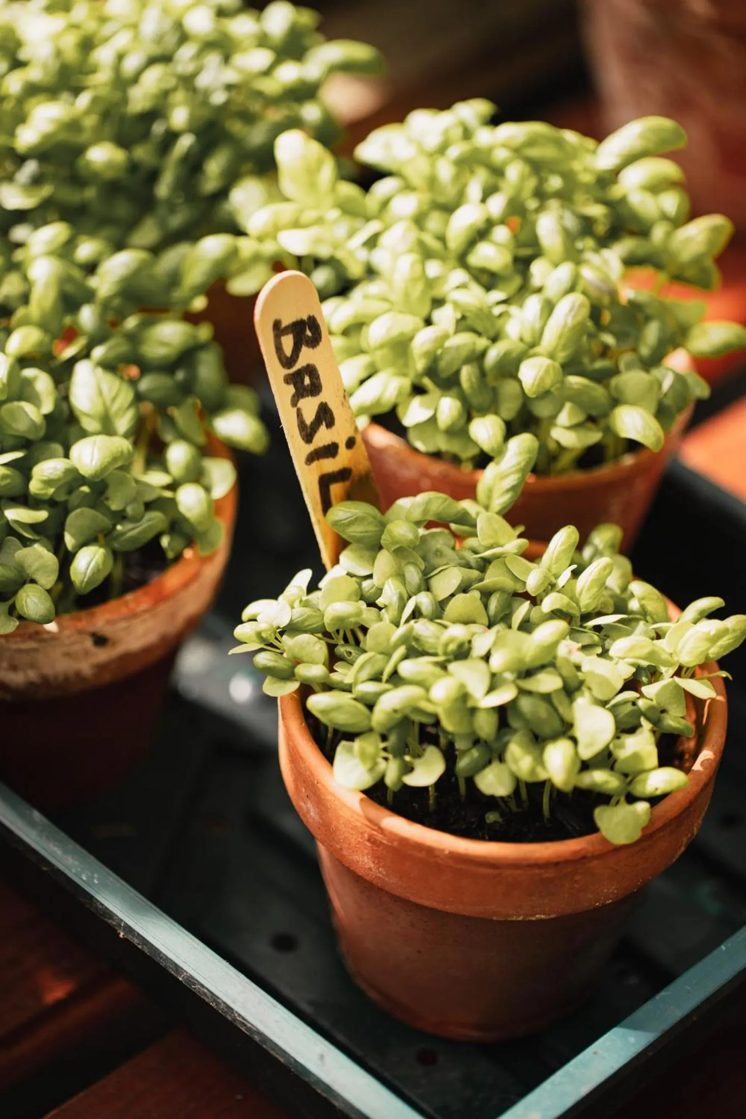 Food in George Hotel