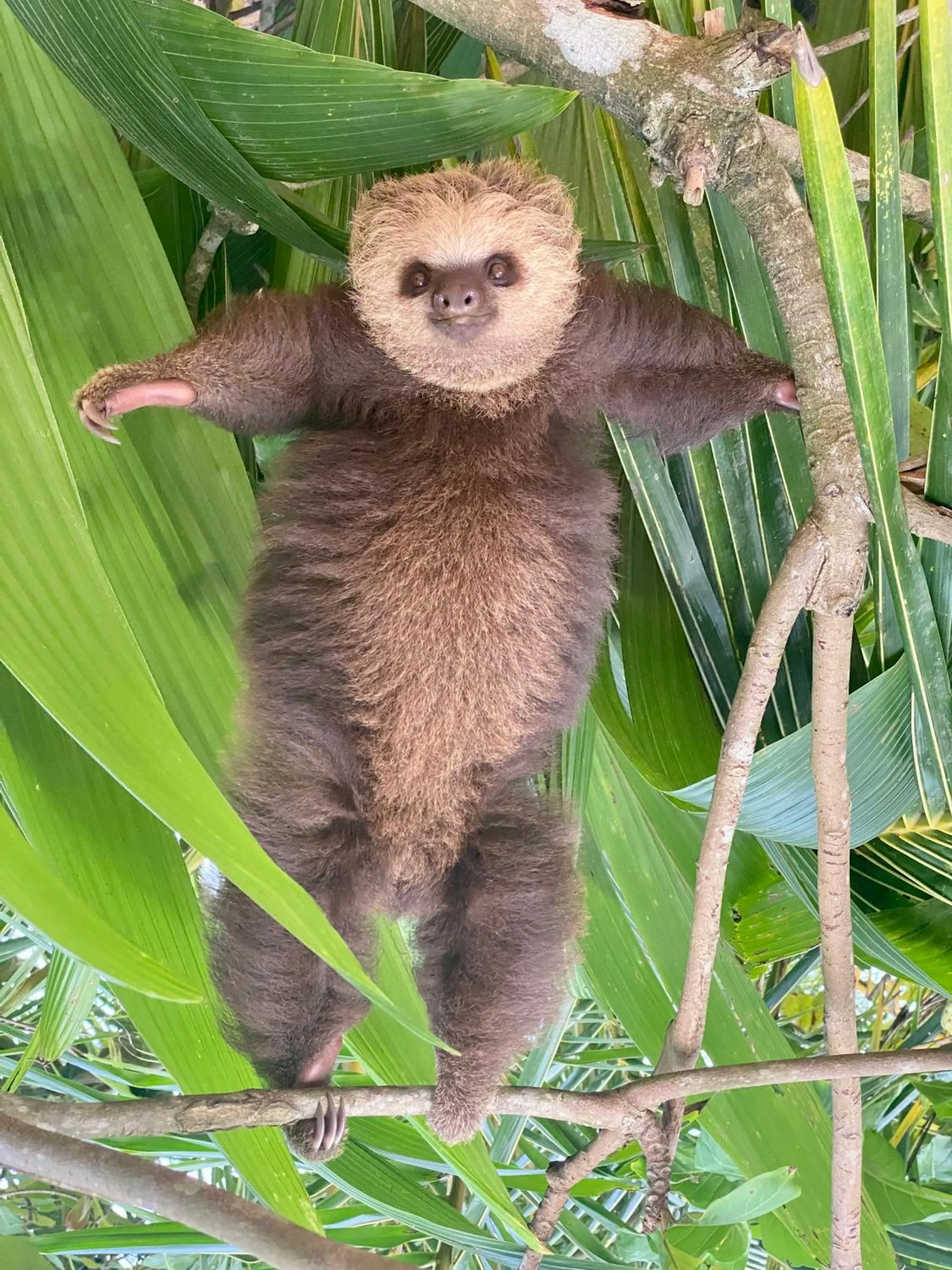 Animals in Oasis Bluff Beach