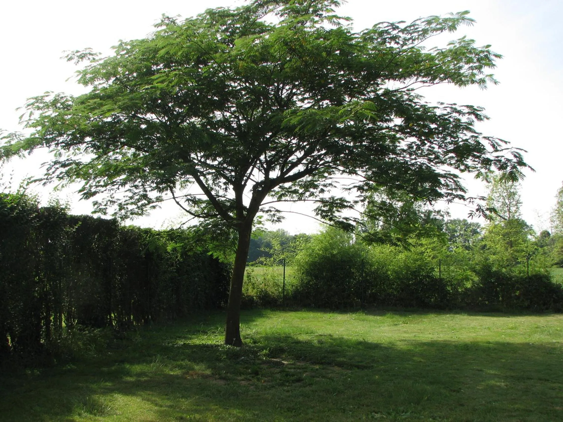 Spring in B&B Il Glicine di Basiglio