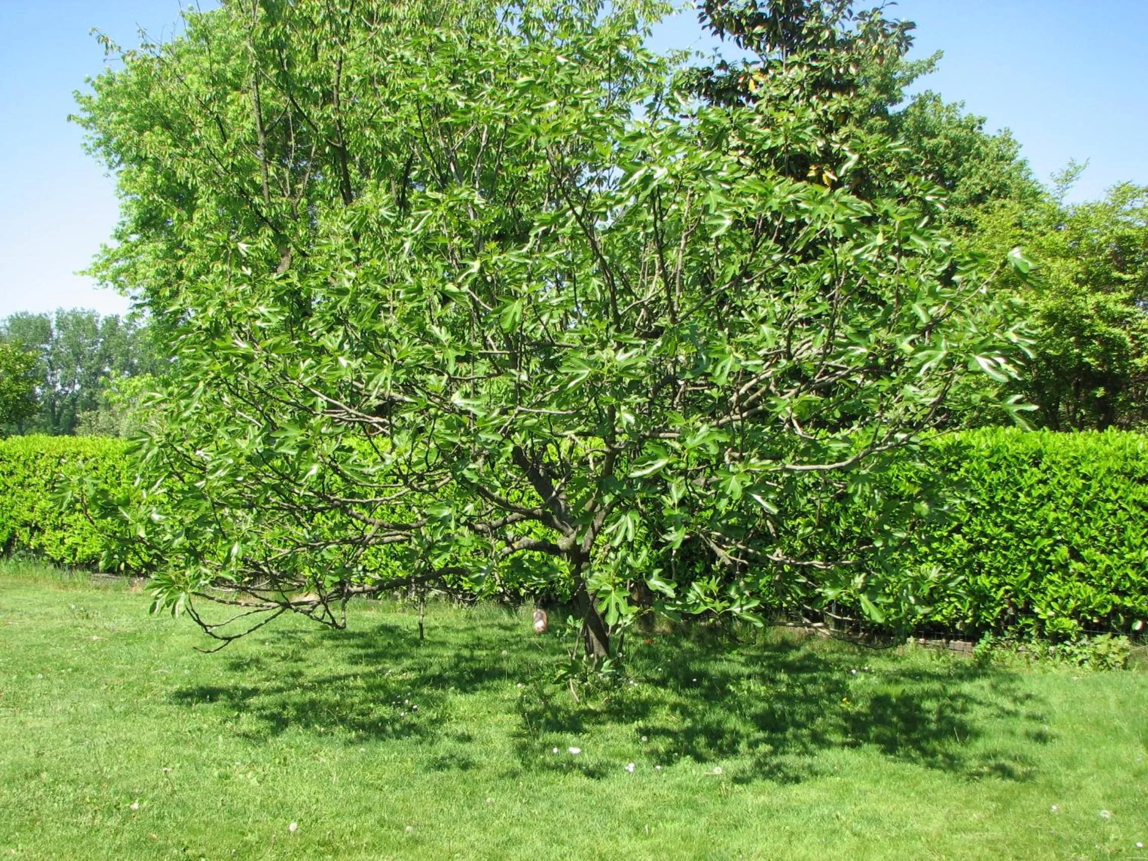 Garden view in B&B Il Glicine di Basiglio