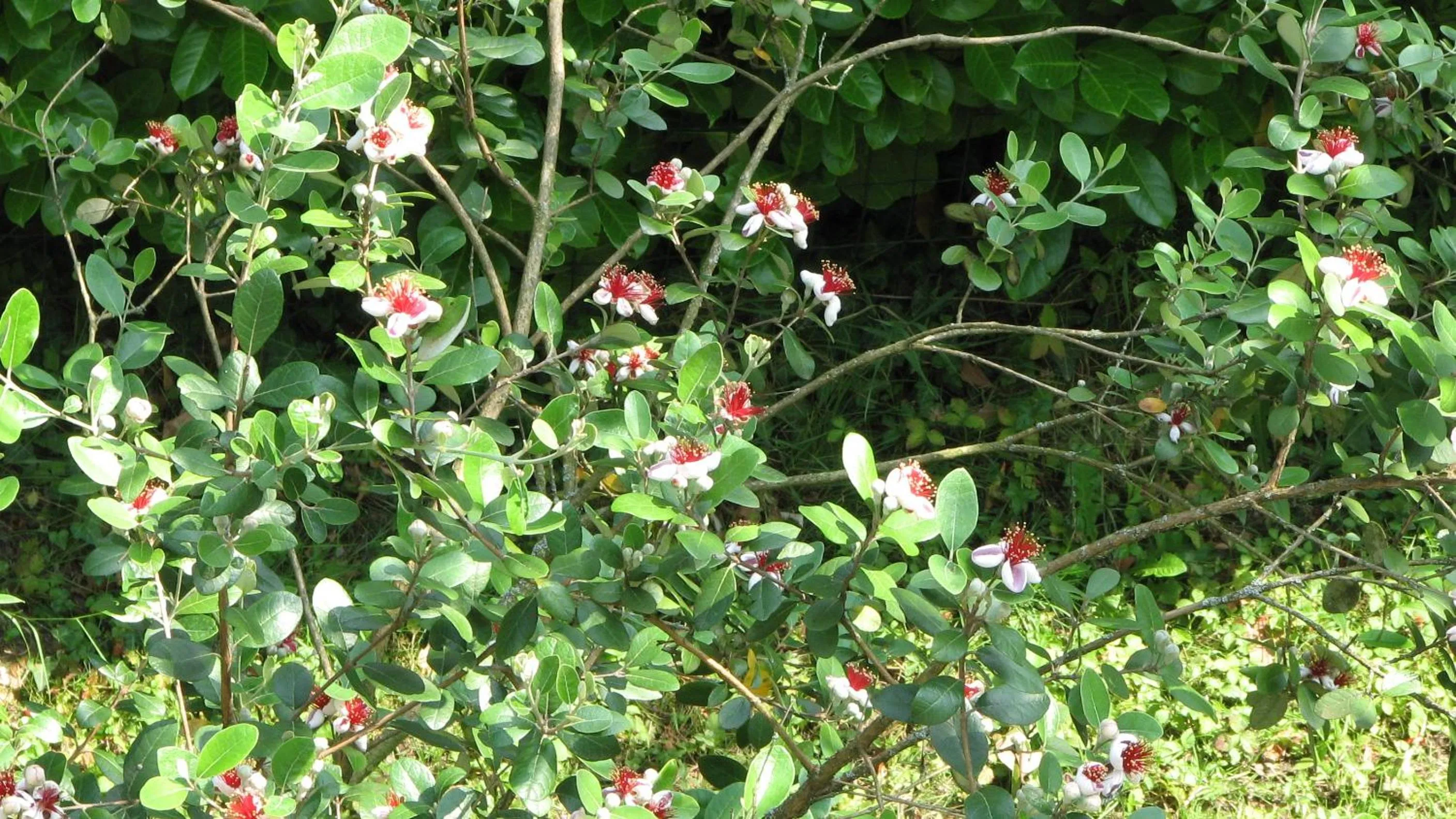 Garden view in B&B Il Glicine di Basiglio
