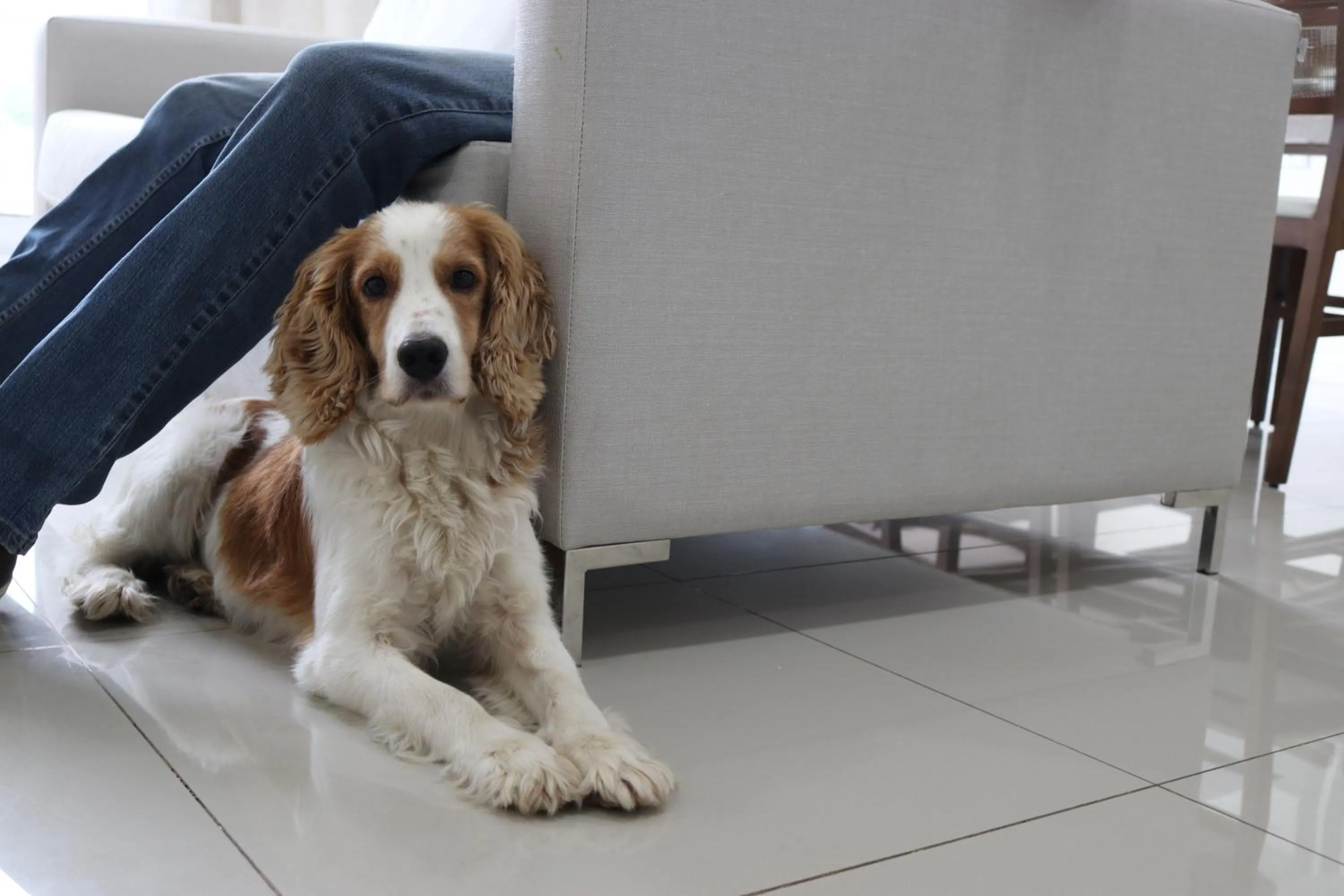 Pets in START Villa Morra Rent Apartments