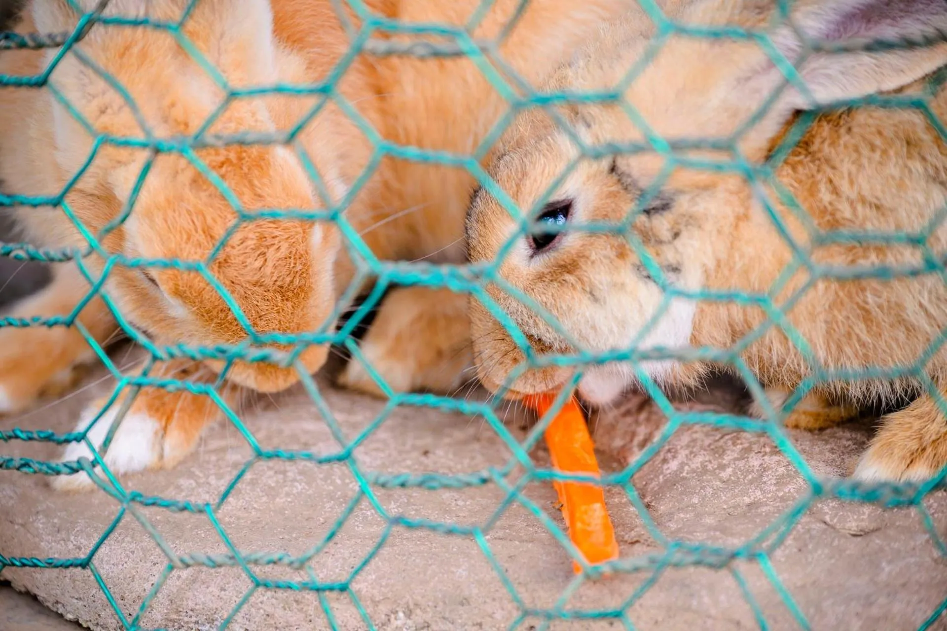 Neighbourhood in Jeju M Resort