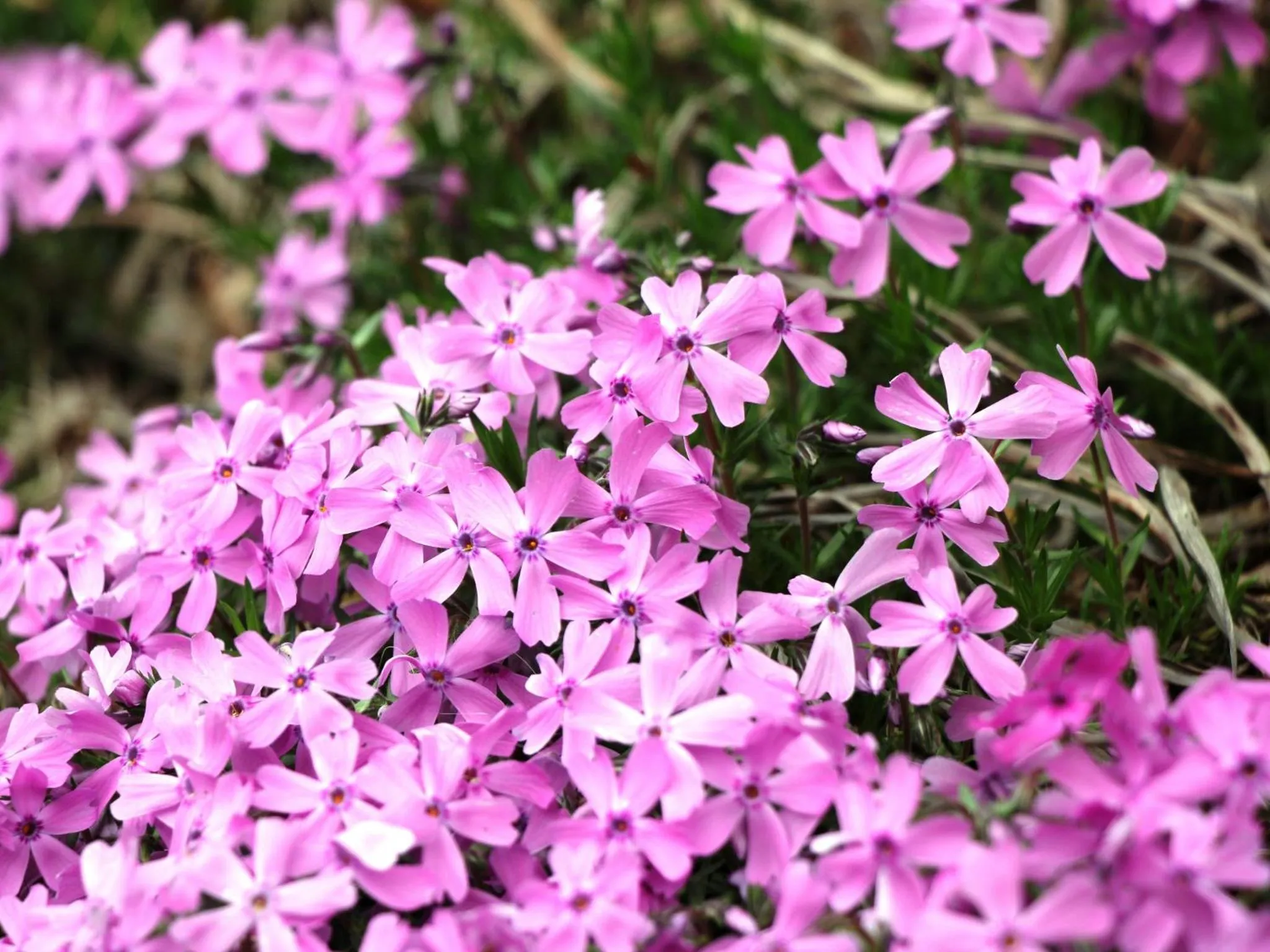 Natural landscape in Guesthouse Tomoshibi