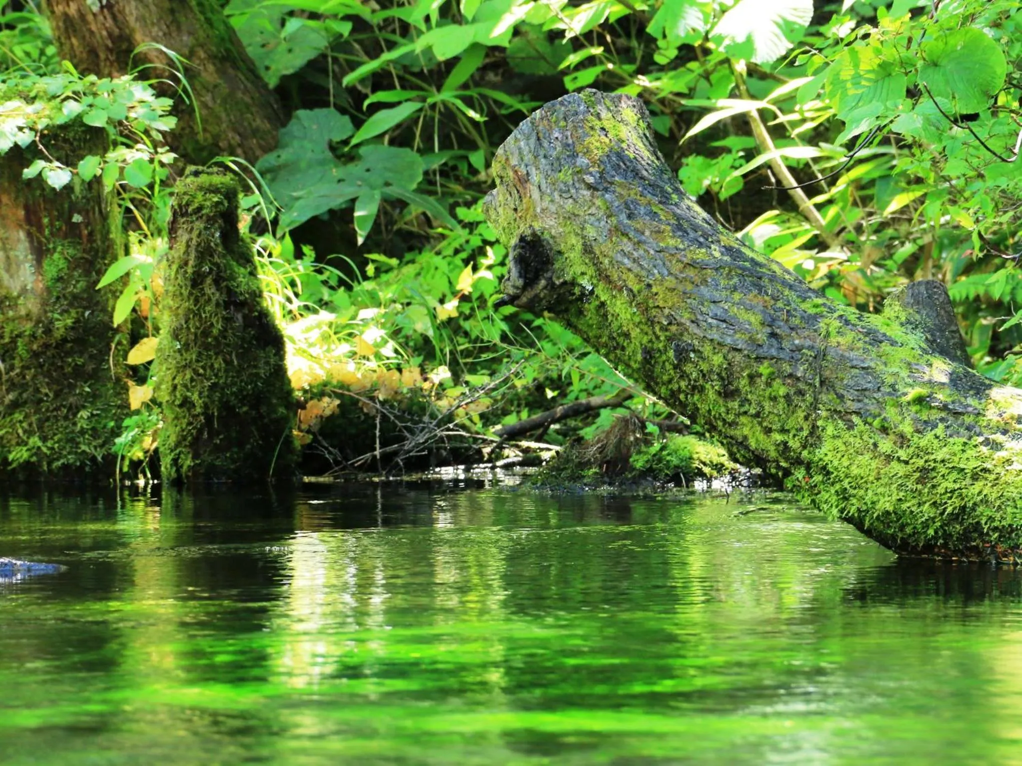 Off site in Guesthouse Tomoshibi