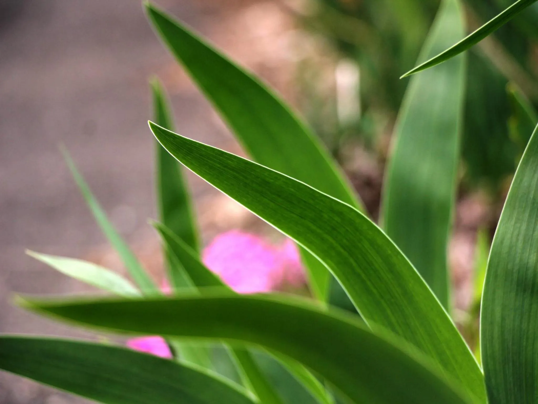 Natural landscape in Guesthouse Tomoshibi