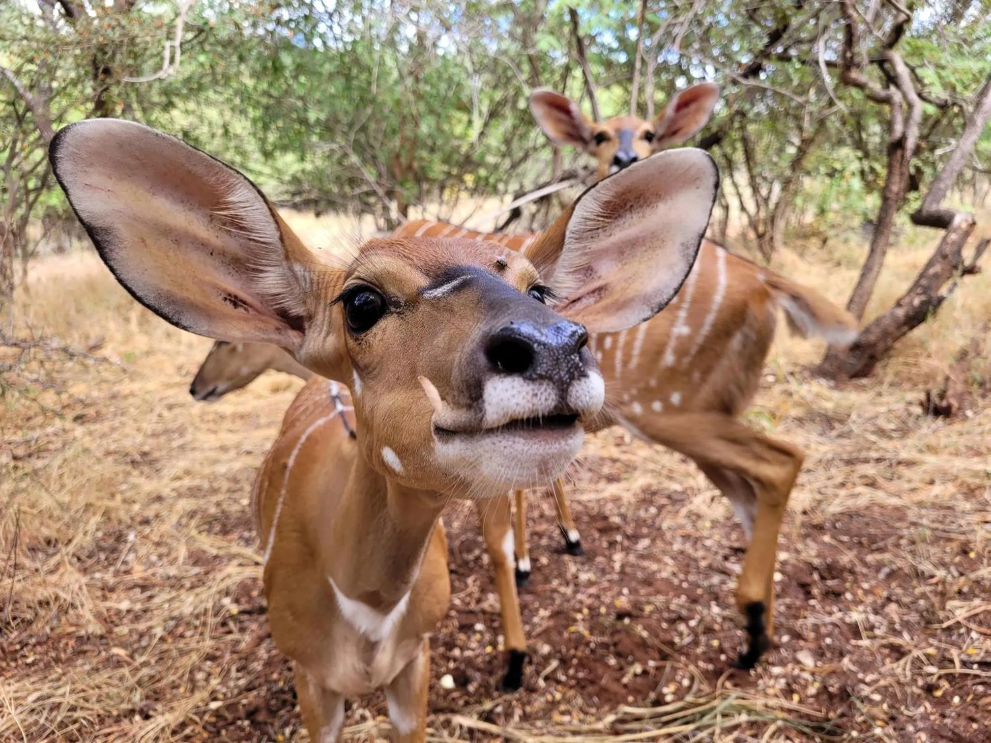 Garden in Switsongo B&B