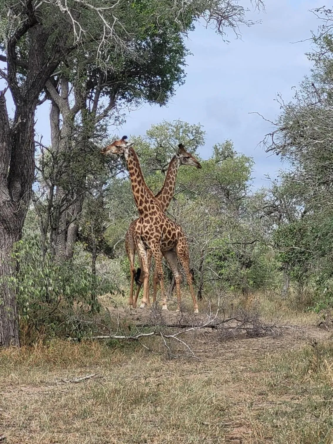 Animals in Switsongo B&B
