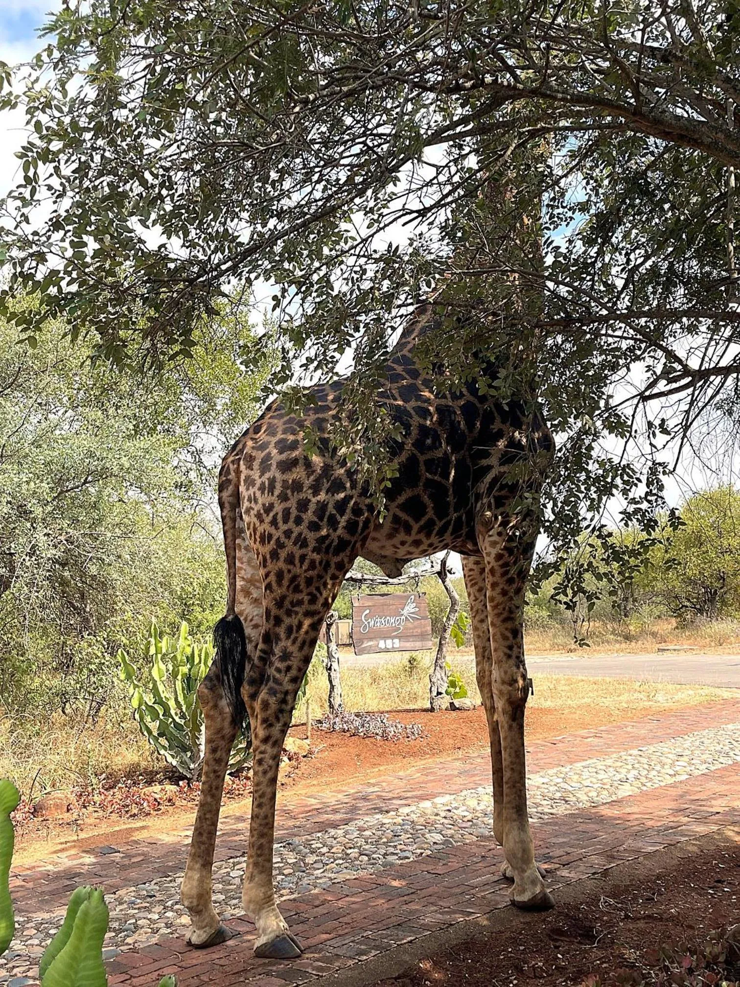 Facade/entrance in Switsongo B&B