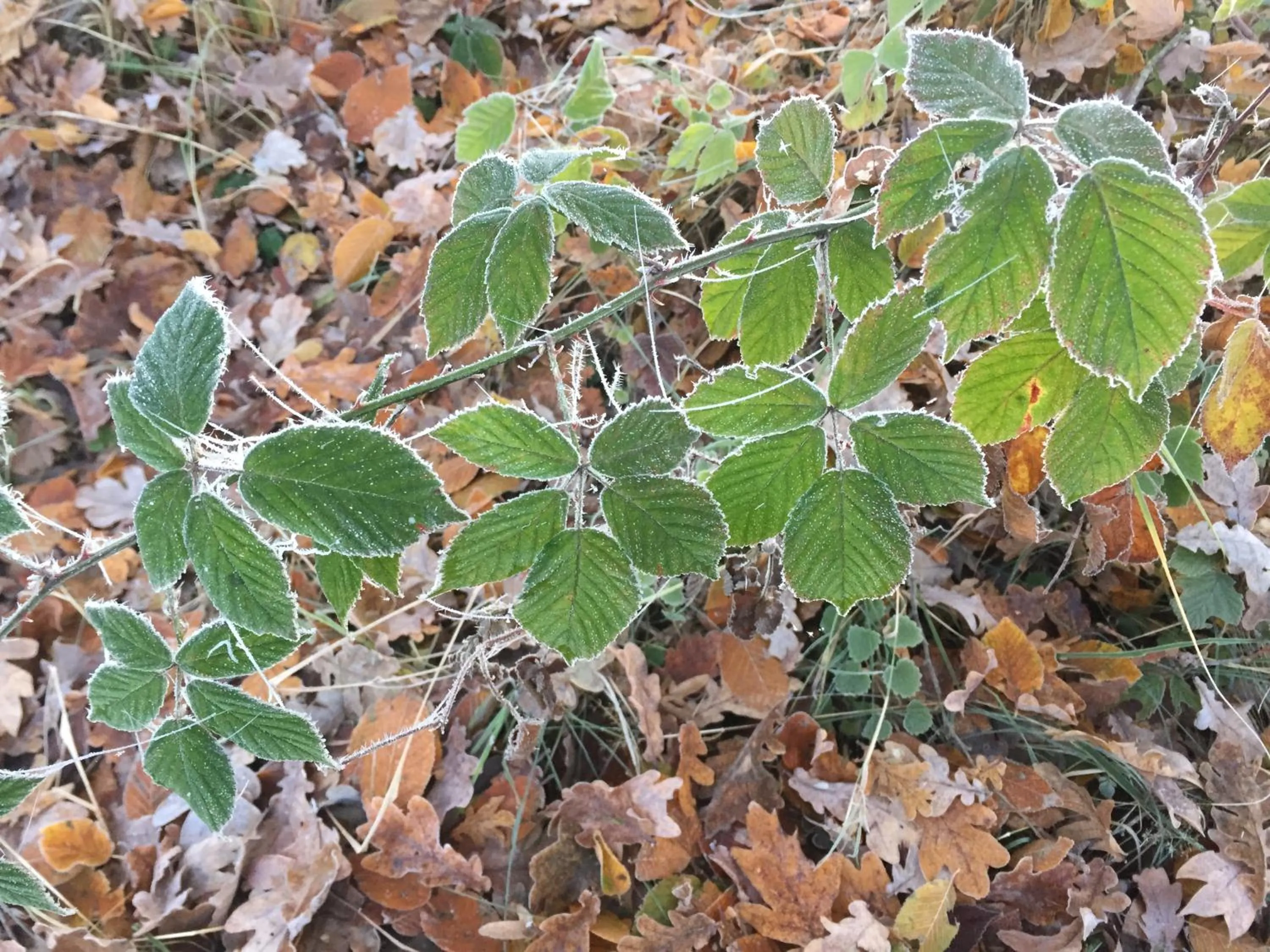 Area and facilities in Alwine - Landhaus an den Spreewiesen