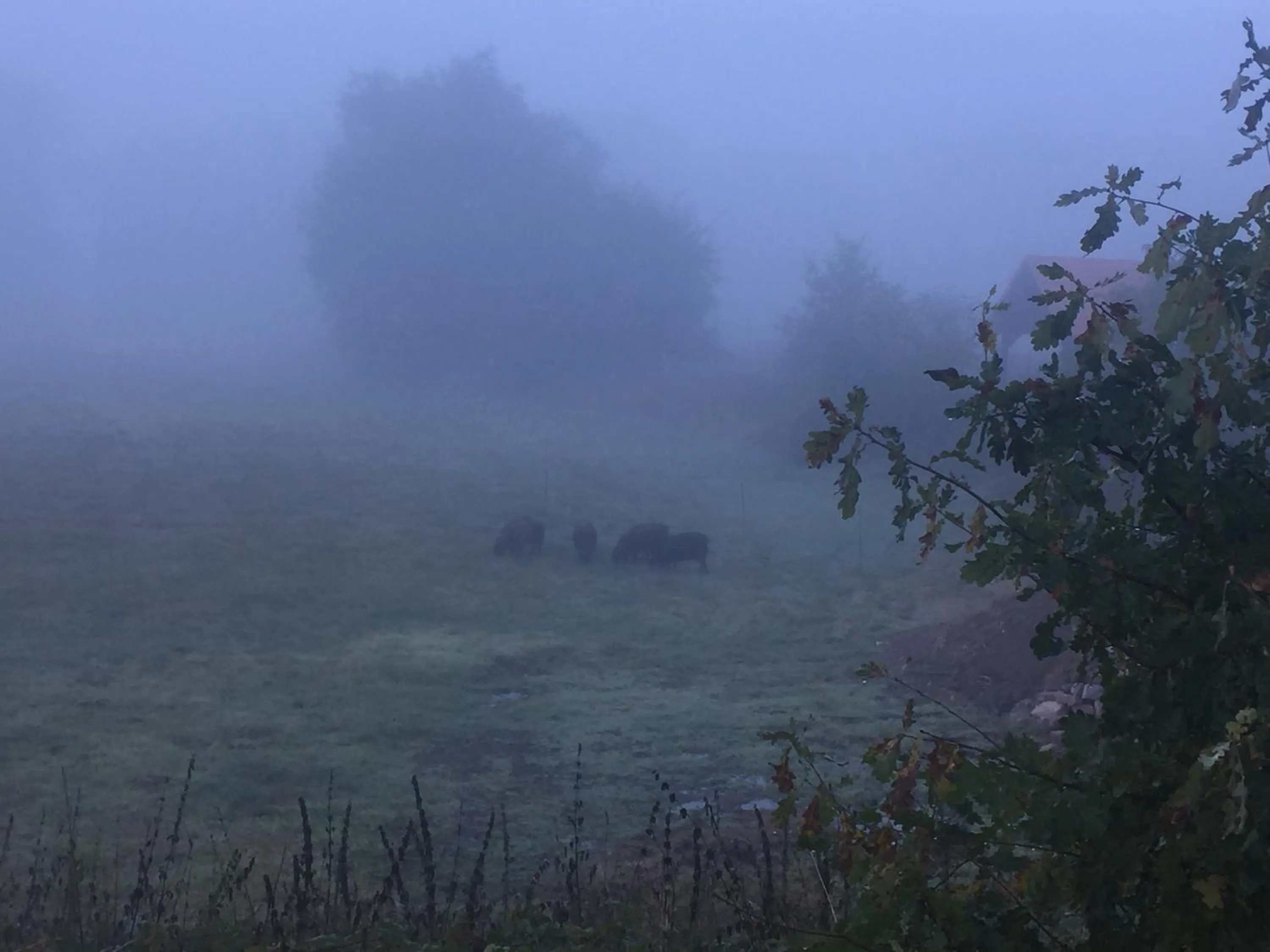 Natural landscape in Alwine - Landhaus an den Spreewiesen