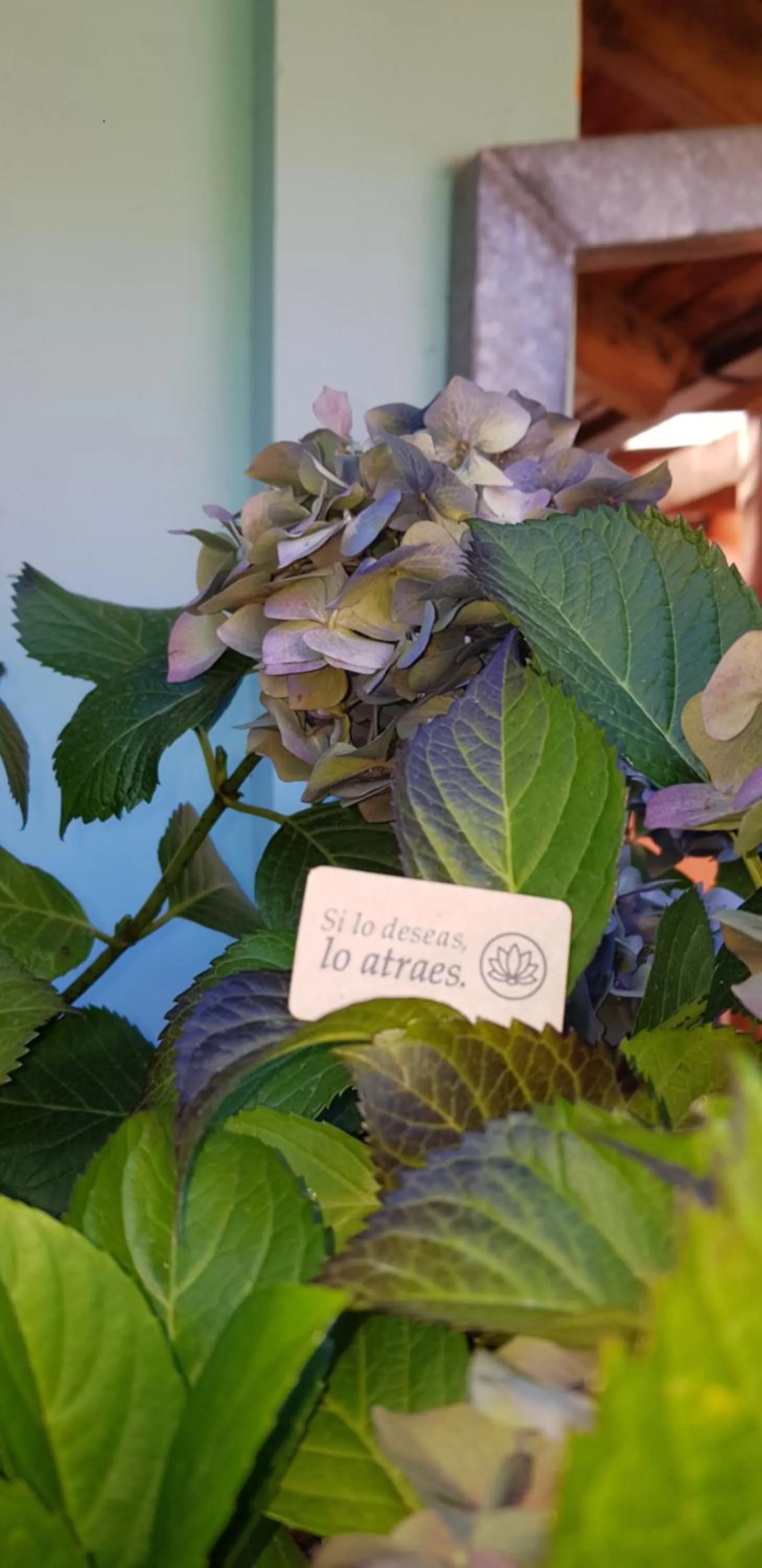 Garden in La Estacion Hostel