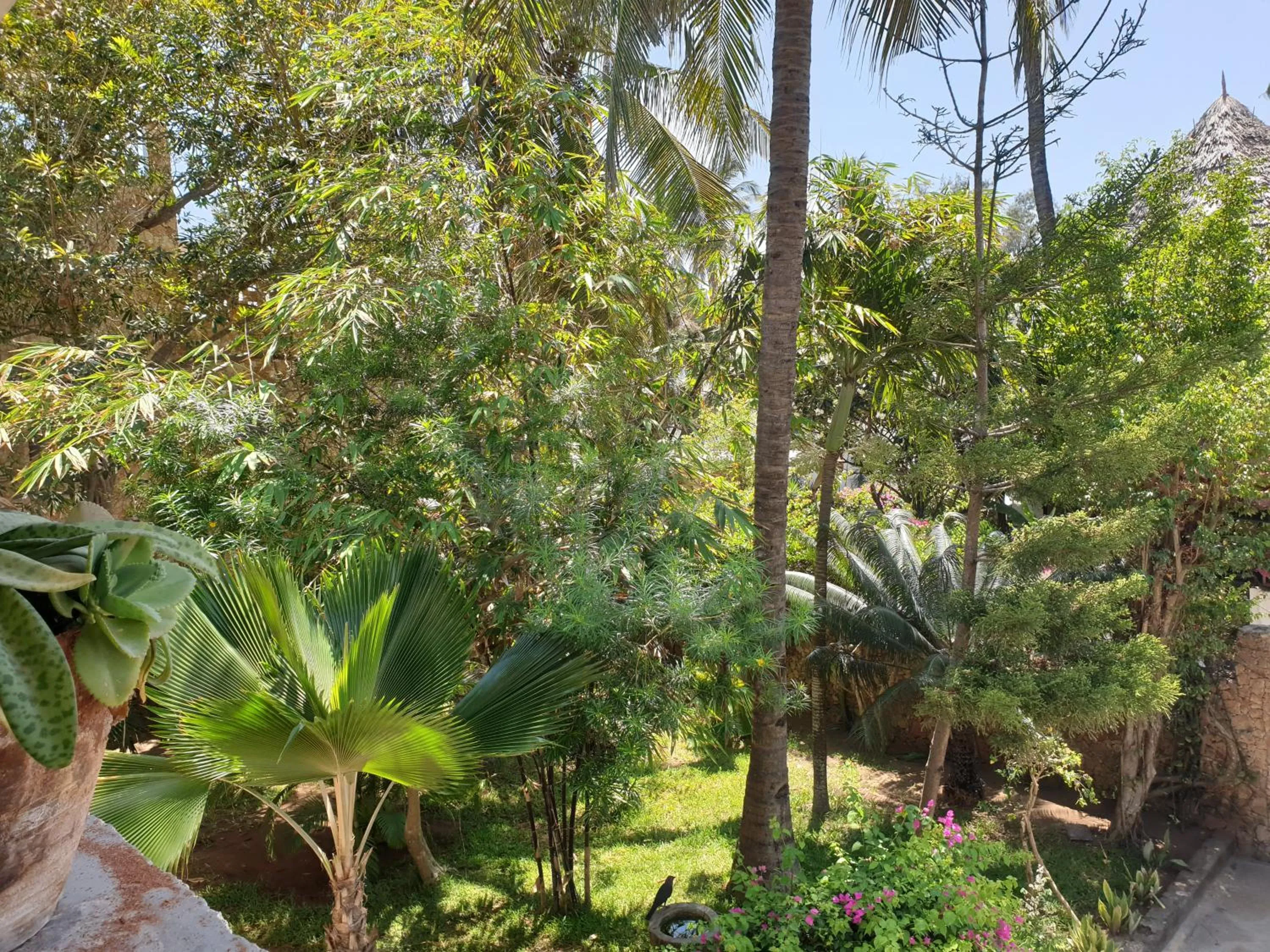 Garden in Marijani Holiday Resort