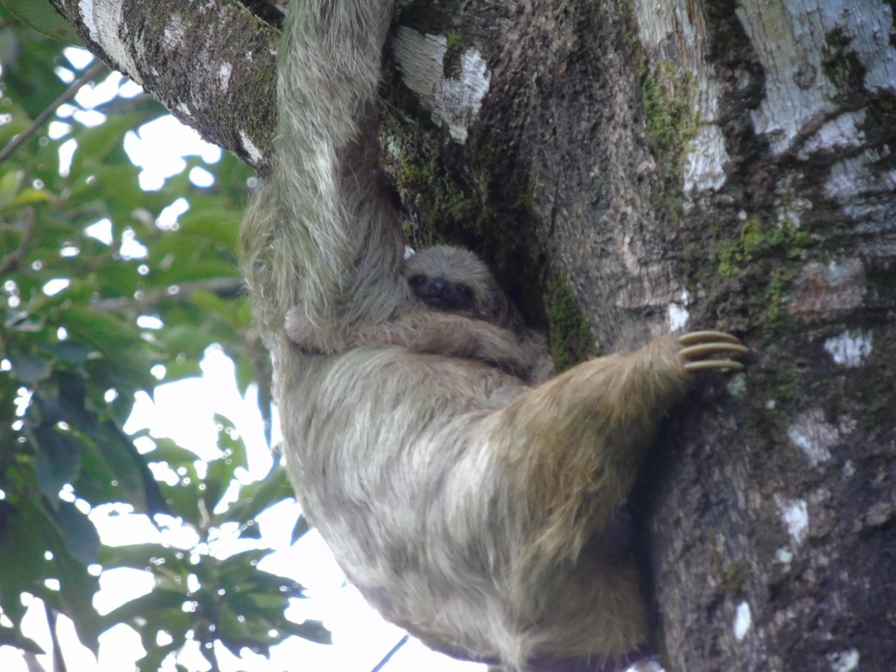 Garden in Posada Rural Río Celeste
