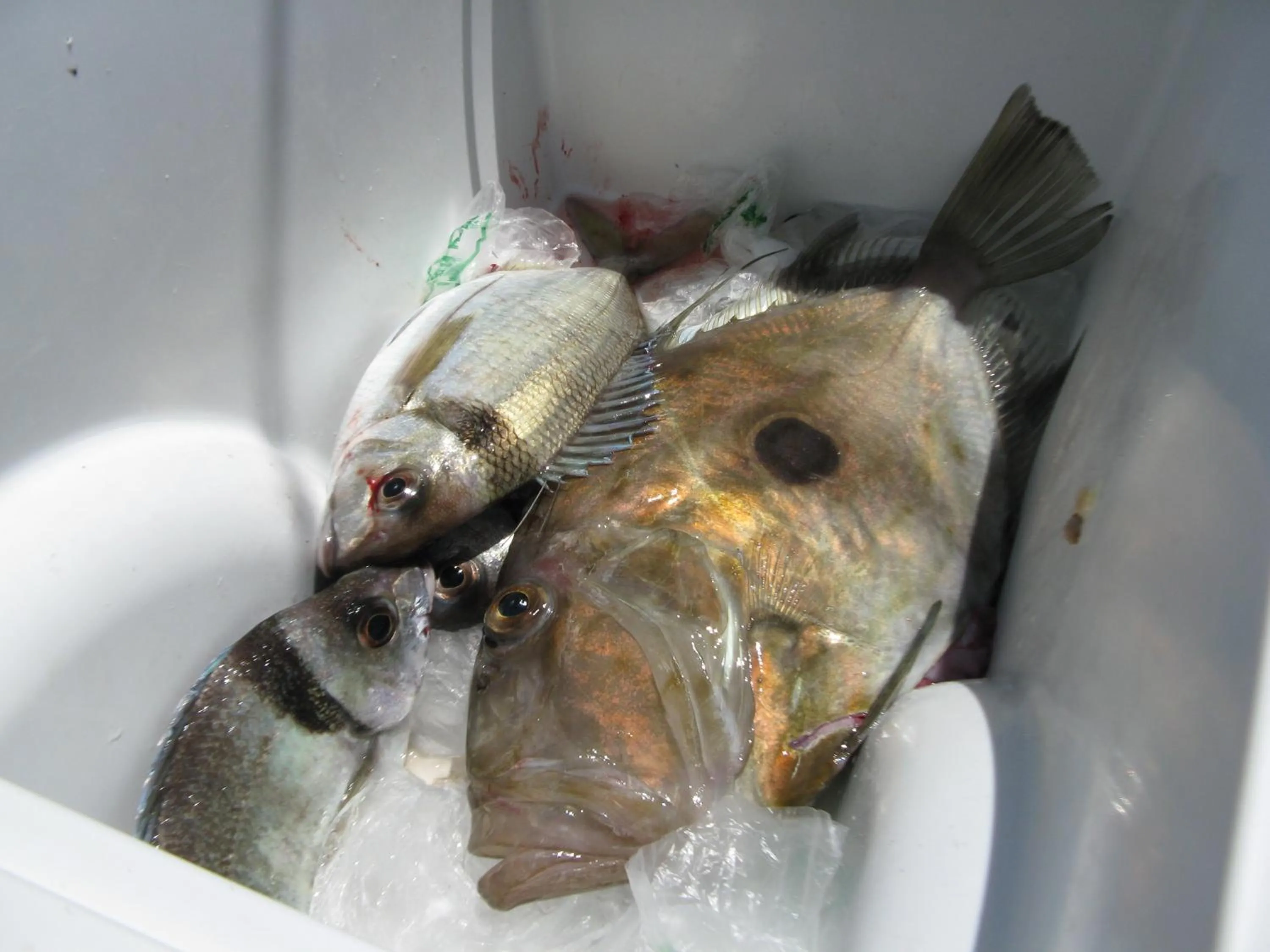 Fishing in Hibiscus Bed & Breakfast