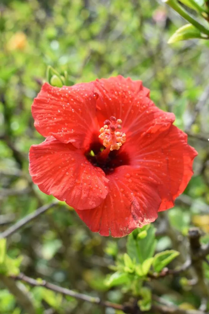 Garden view in Hibiscus Bed & Breakfast
