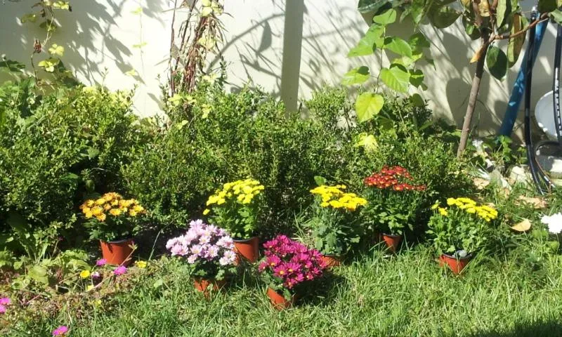 Garden view in Jeonju Nostalgic Home