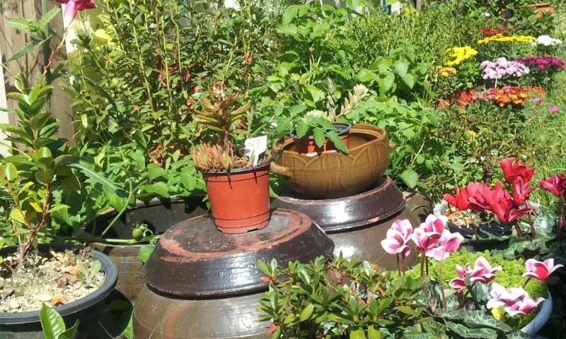 Garden view in Jeonju Nostalgic Home