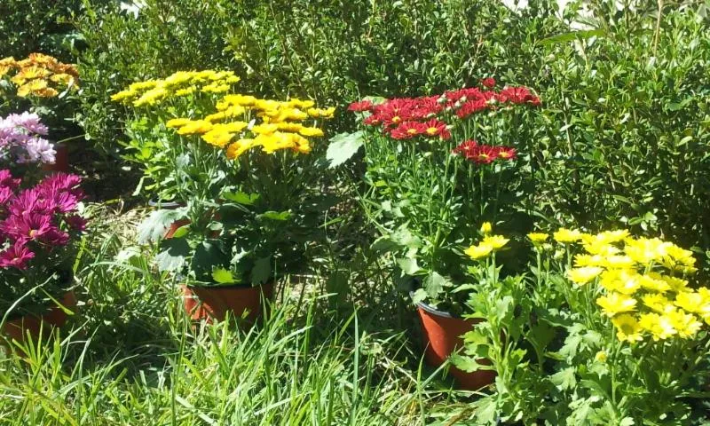 Garden view in Jeonju Nostalgic Home
