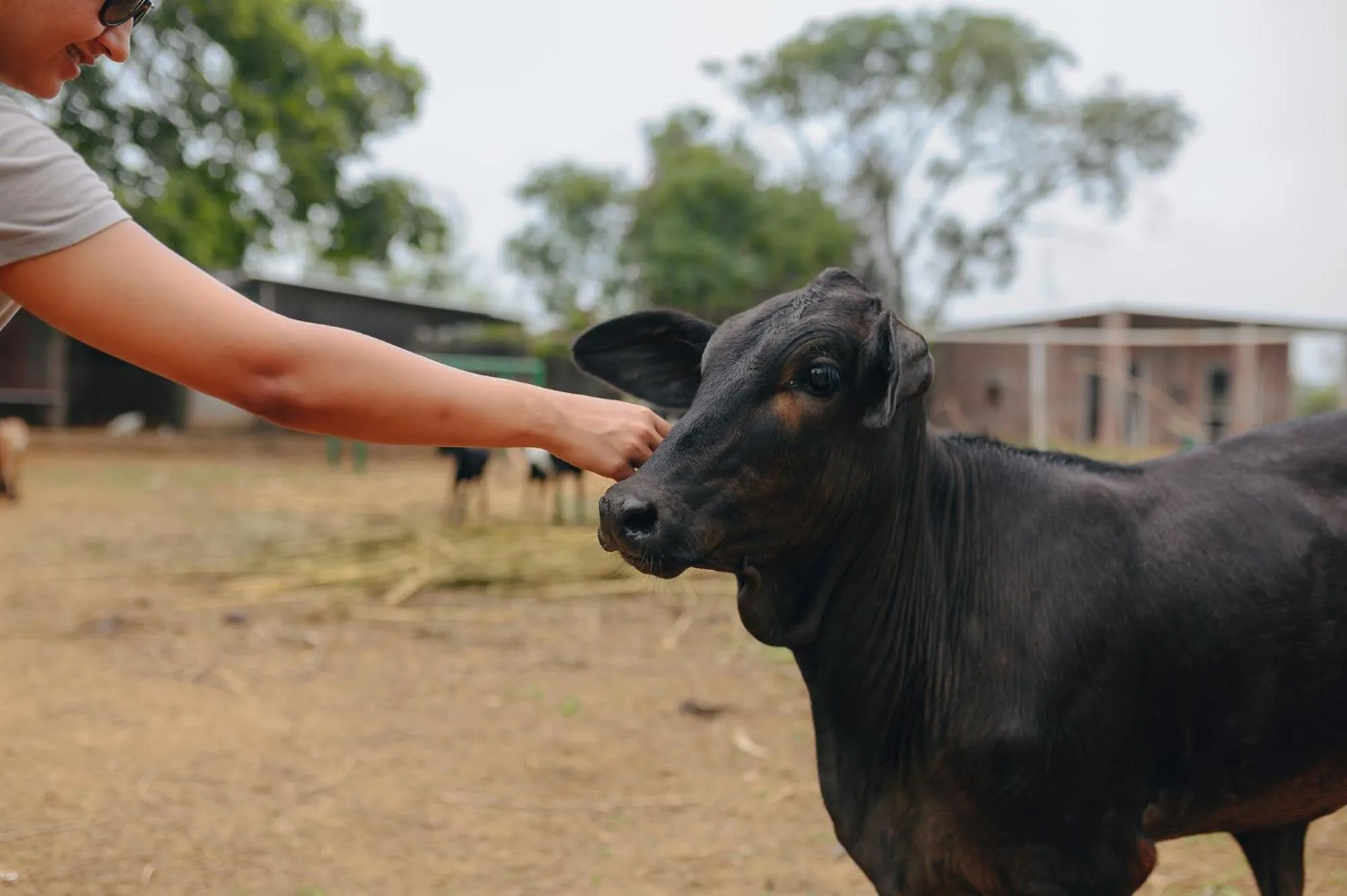 Animals in Karma Chalets