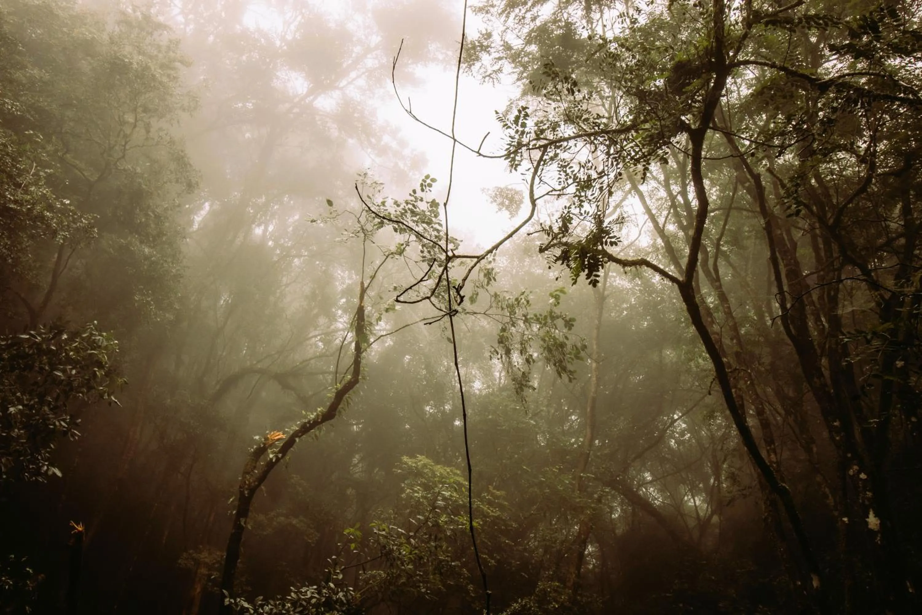 Day in Mount Sheba Rainforest Hotel - Mountain Spring Water