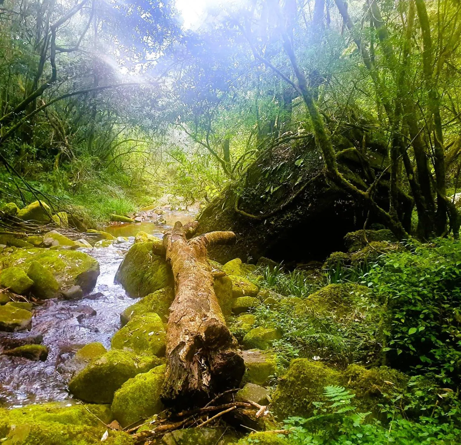 Natural landscape in Mount Sheba Rainforest Hotel - Mountain Spring Water