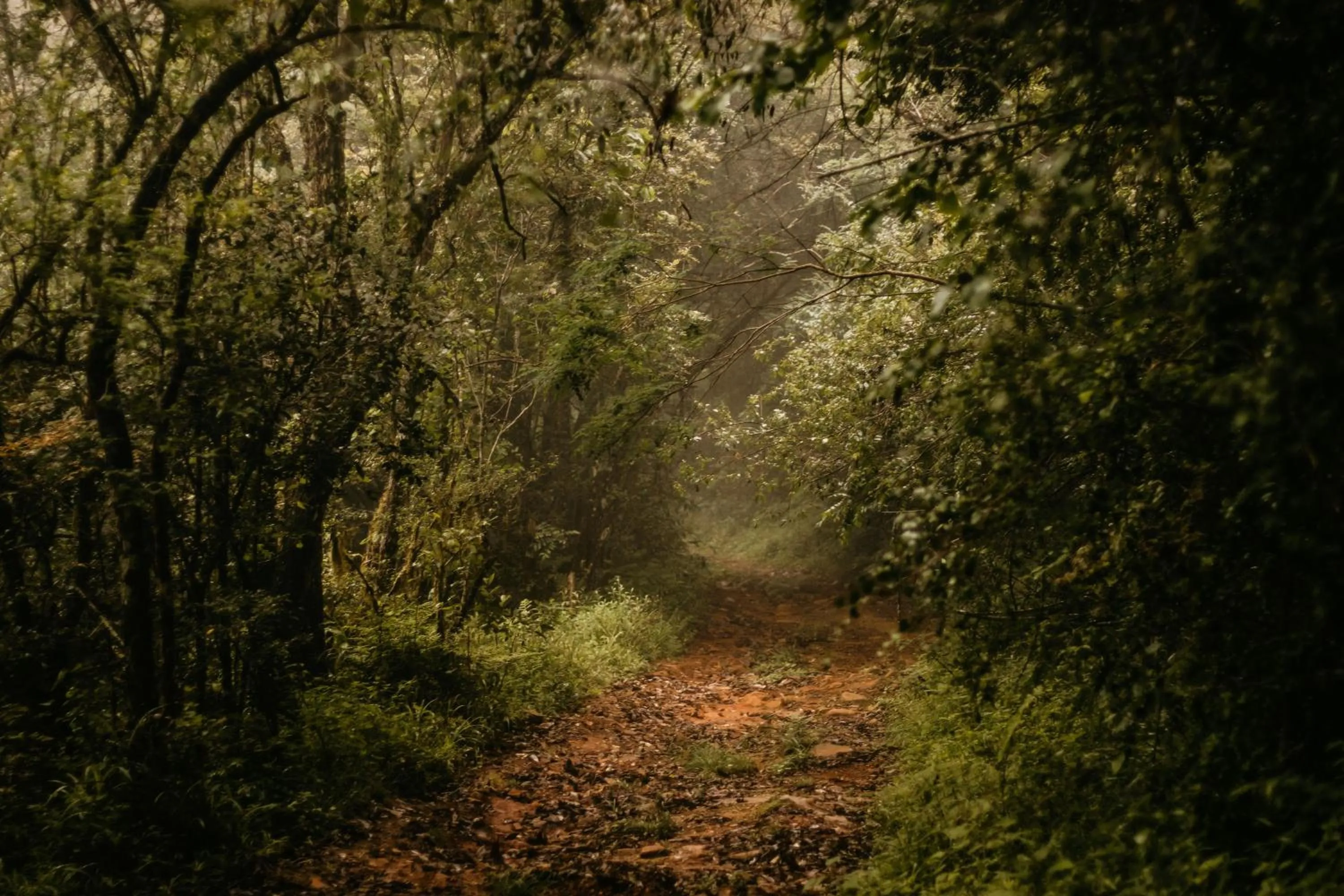 Day in Mount Sheba Rainforest Hotel - Mountain Spring Water