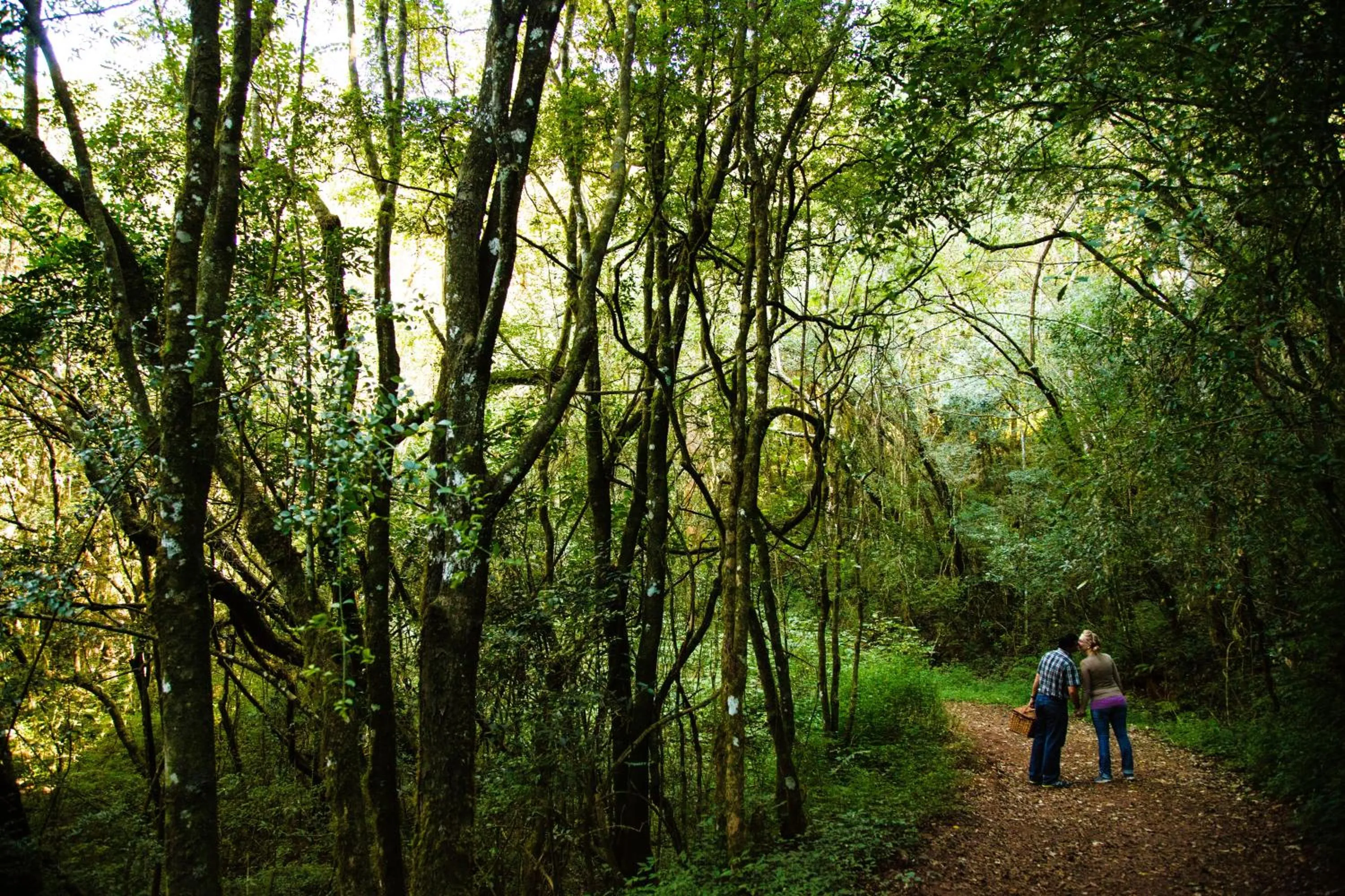 Natural landscape in Mount Sheba Rainforest Hotel - Mountain Spring Water