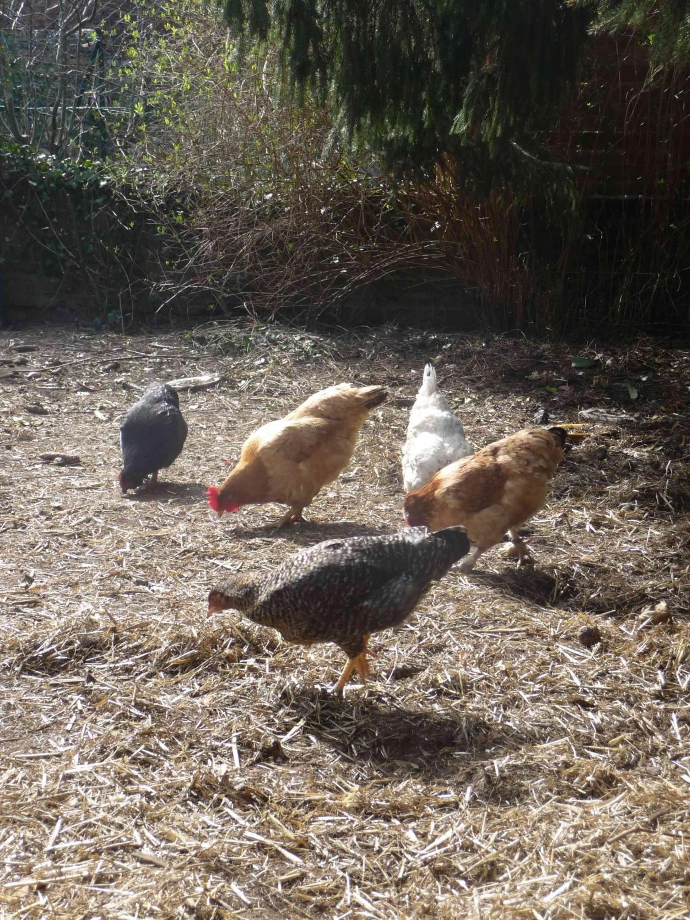 Garden in Le Point du Jour