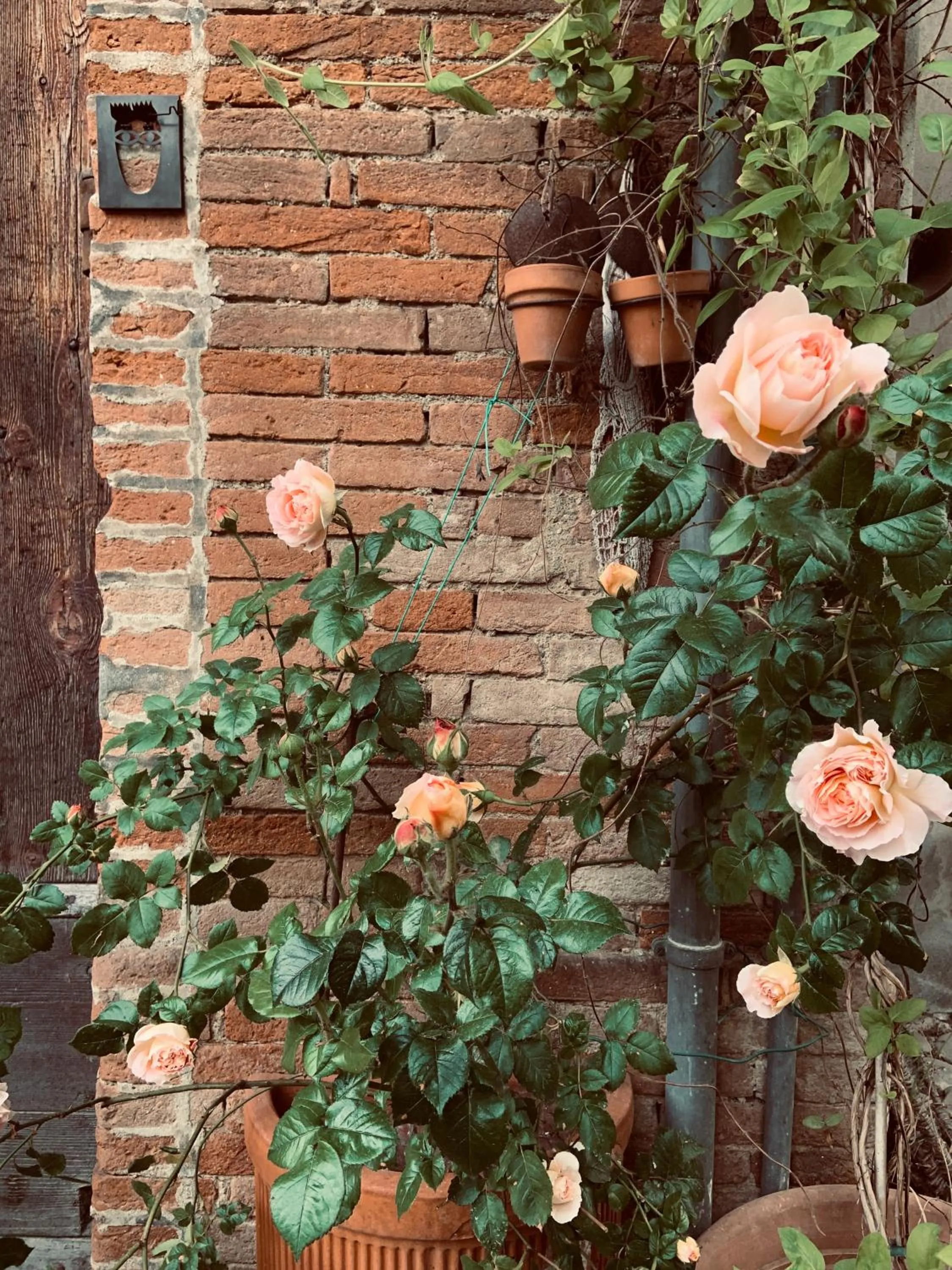 Garden in Le dimore de Il borgo del balsamico