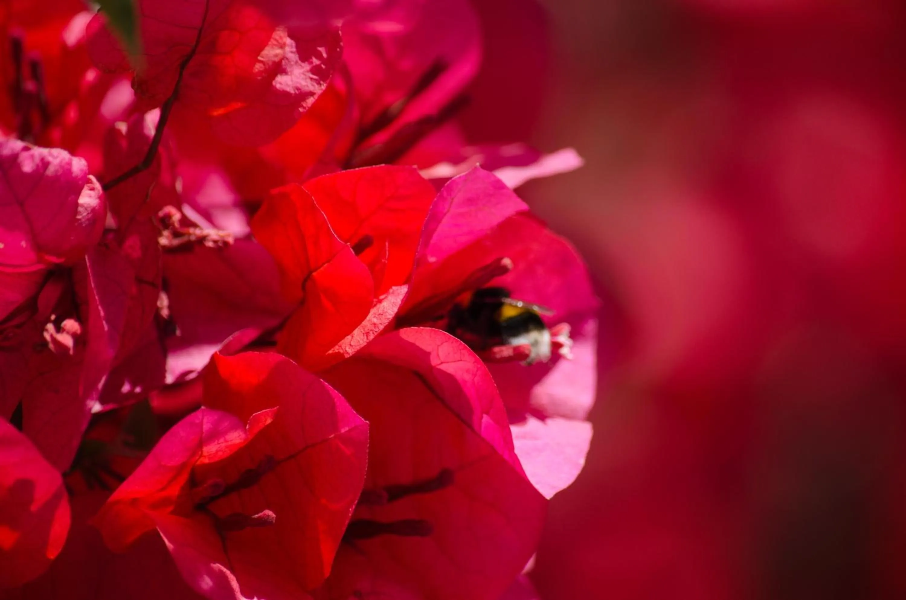Garden in Hotel Angelino
