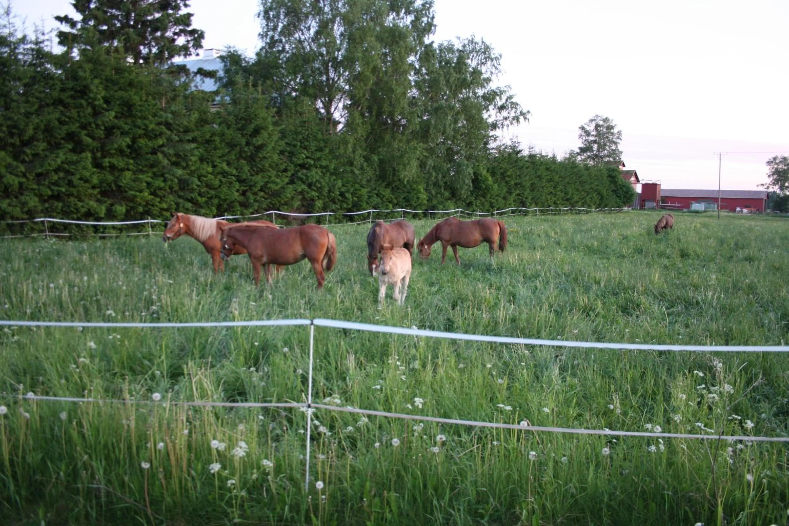 Pets in Majatalo Tyrni