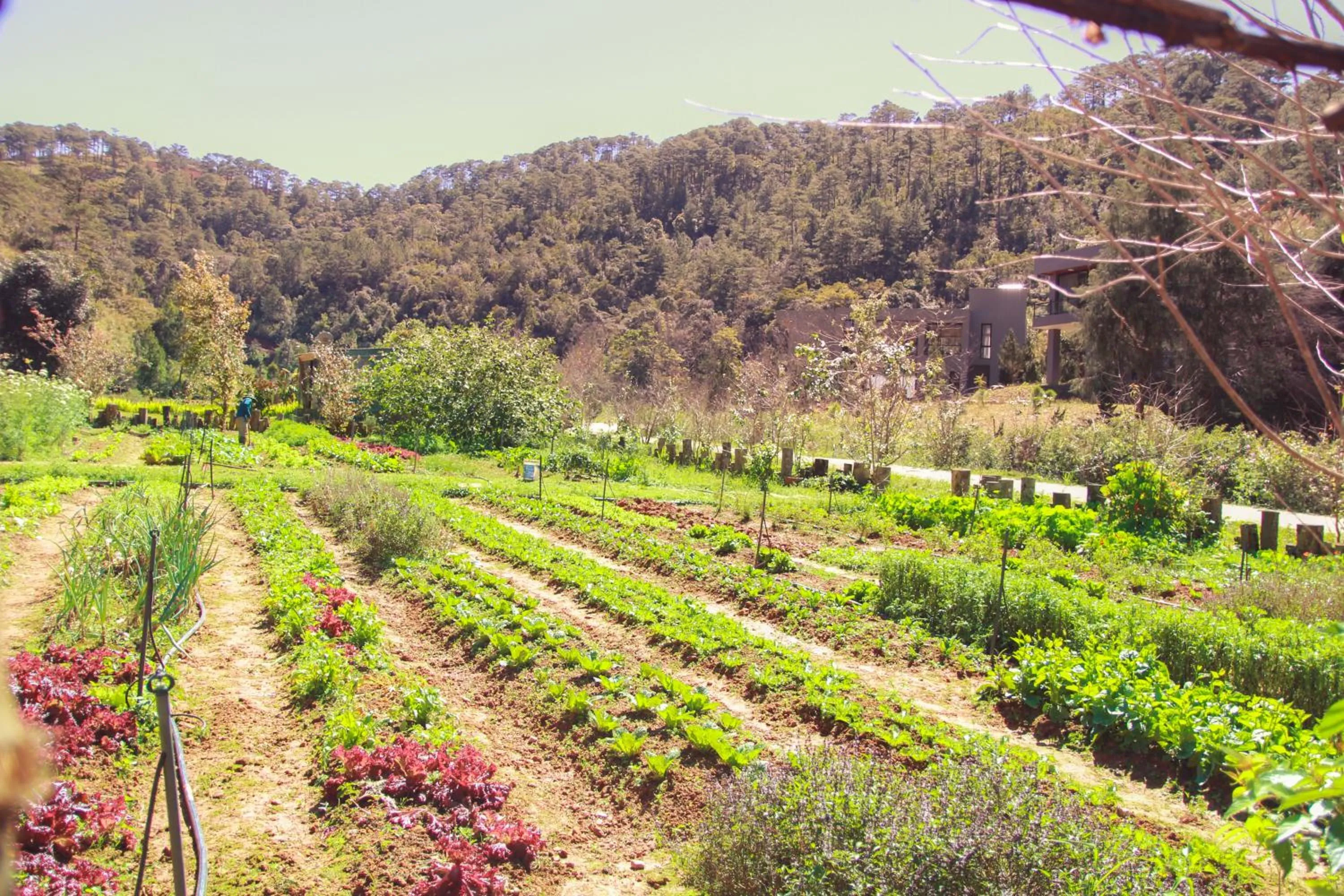 LAAN Retreat-DaLat
