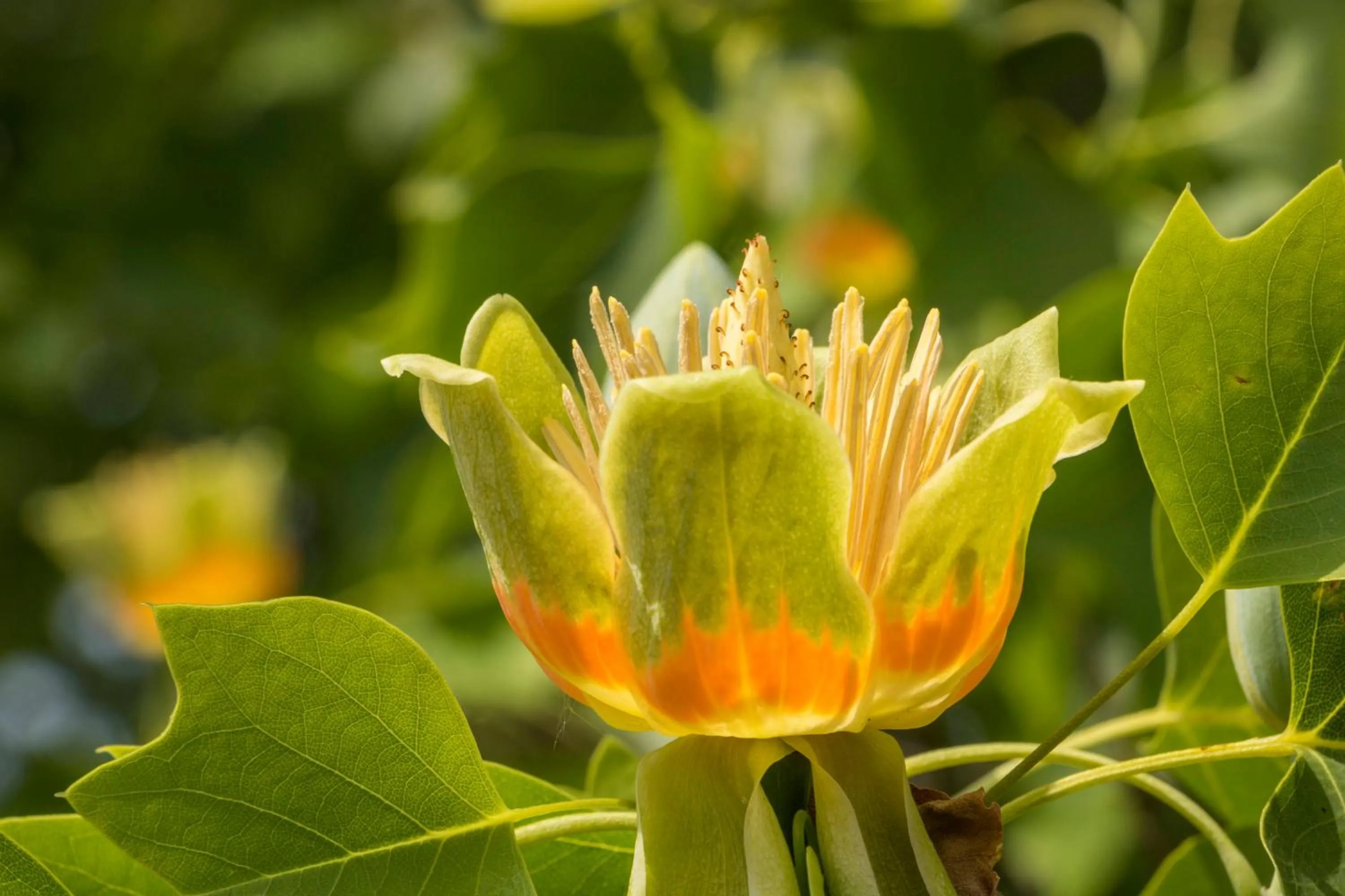 Garden in Gästehaus Musmann