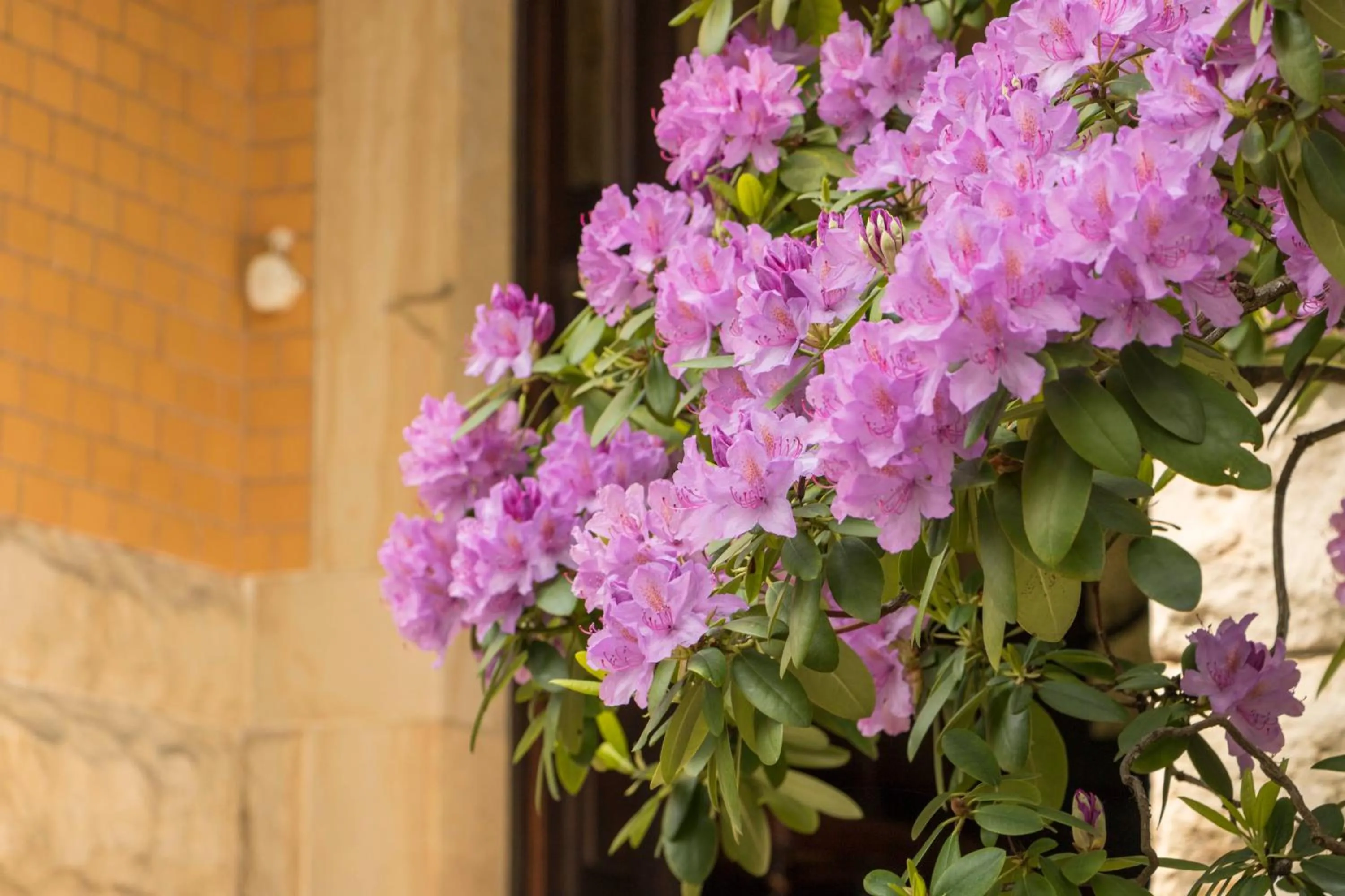 Garden in Gästehaus Musmann