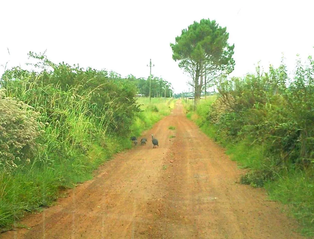 Natural landscape in Protea Wilds Retreat