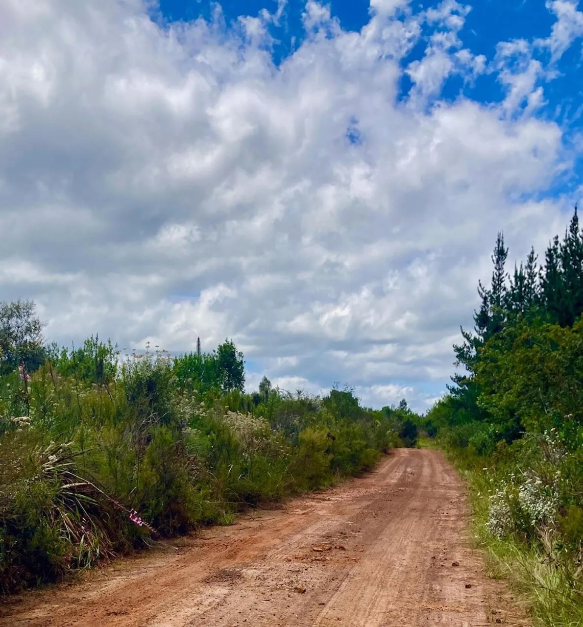Natural landscape in Protea Wilds Retreat