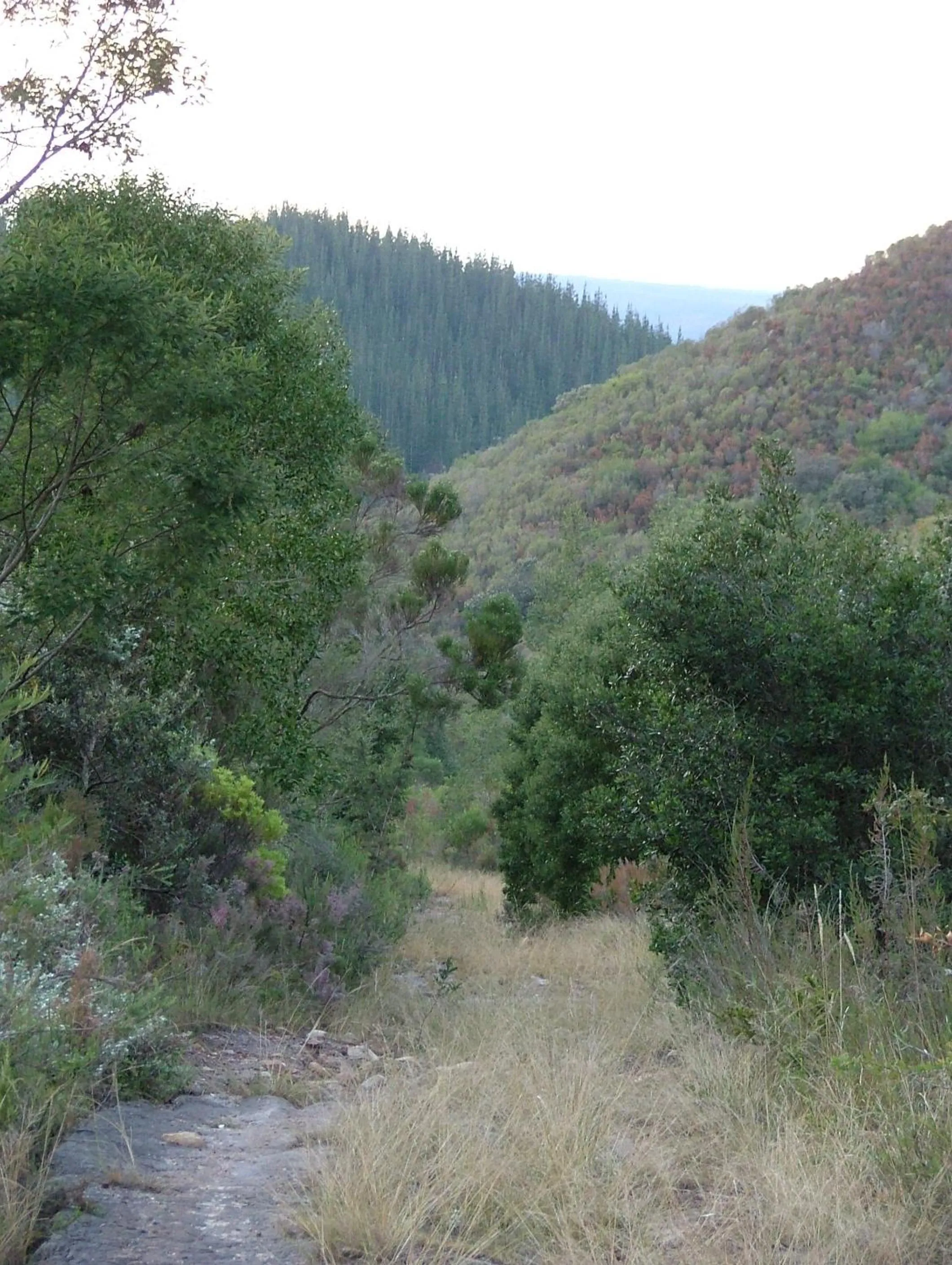 Natural landscape in Protea Wilds Retreat