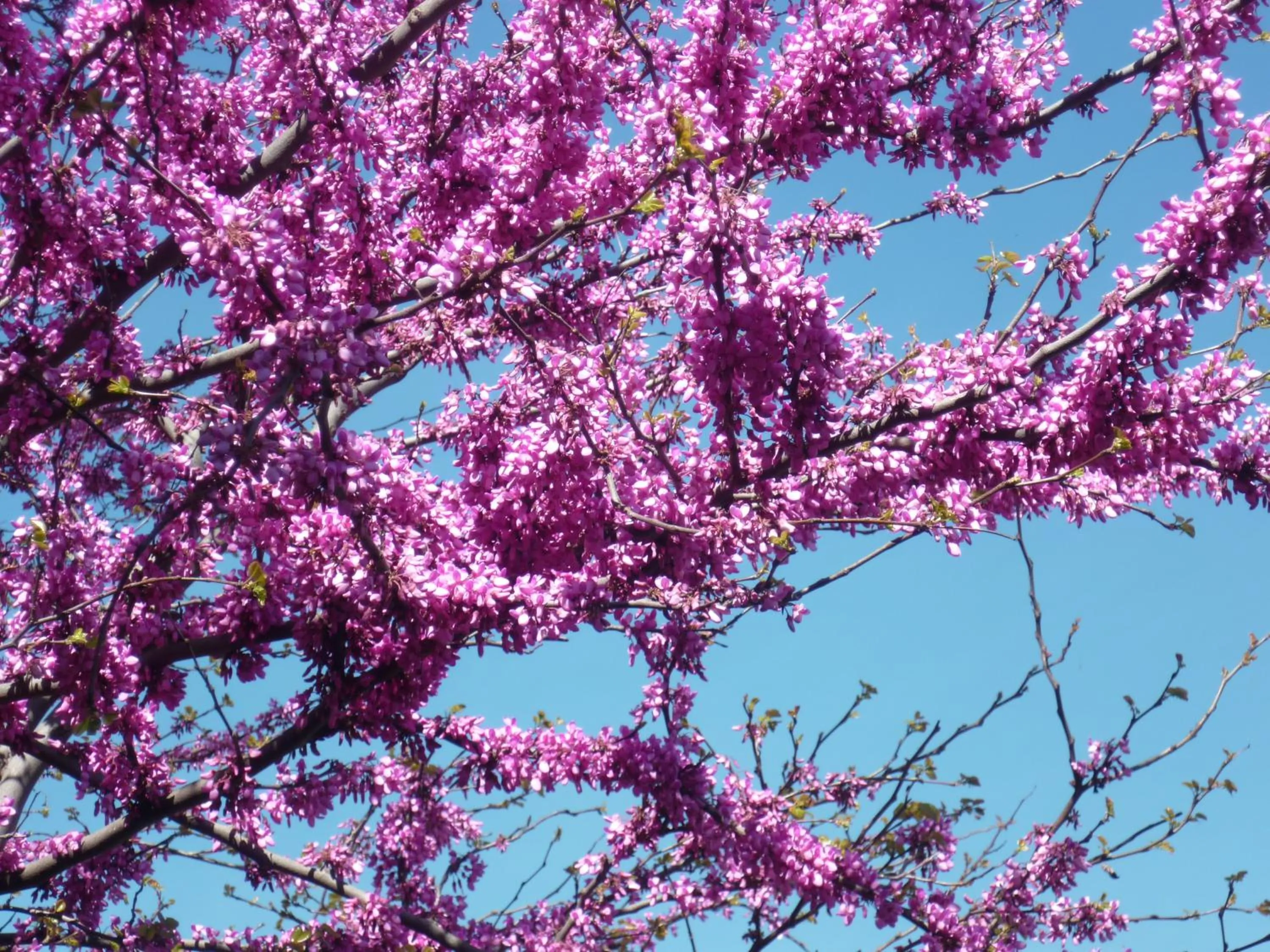 View (from property/room) in La Pergola