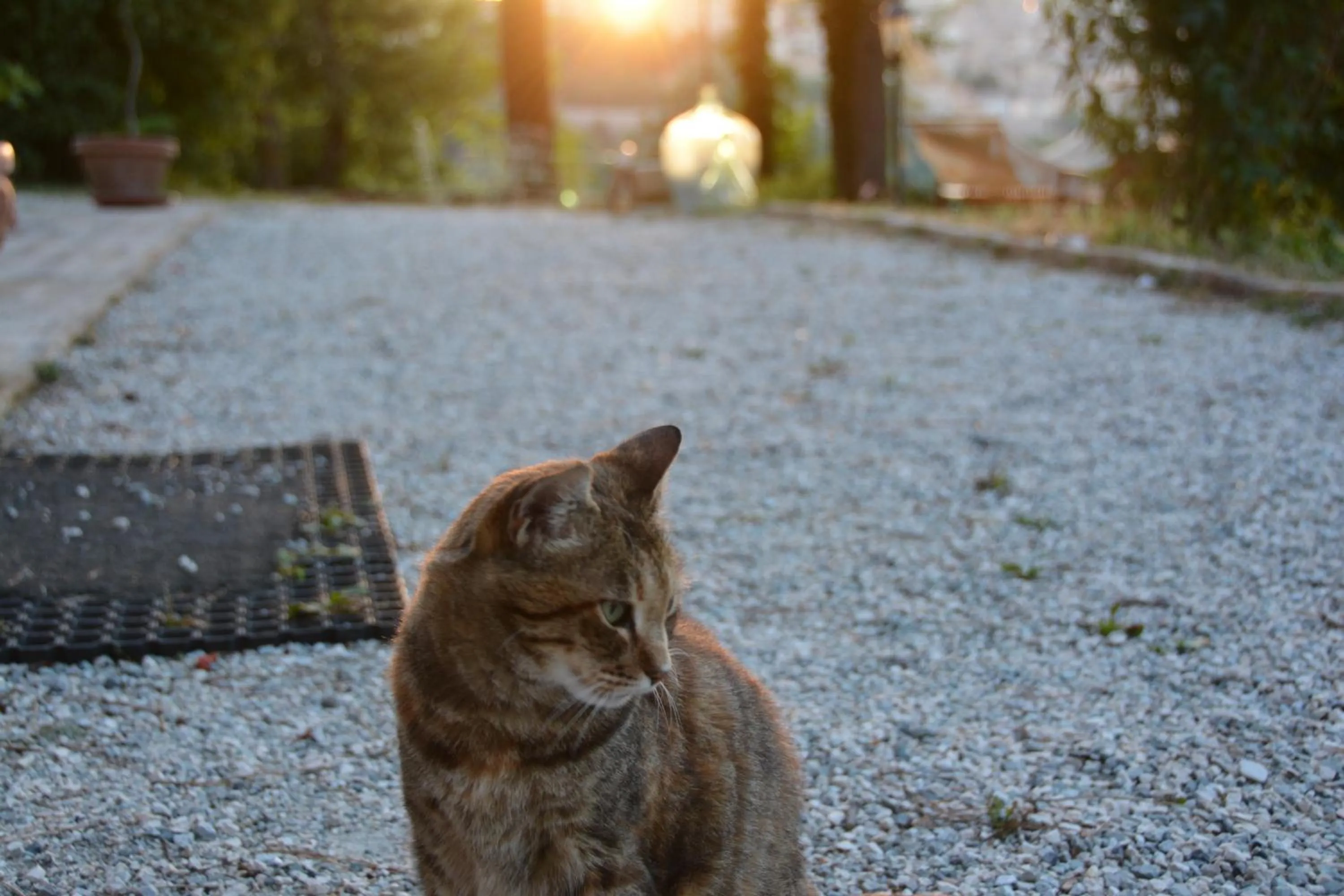 Pets in Ca'Lavalle B&B