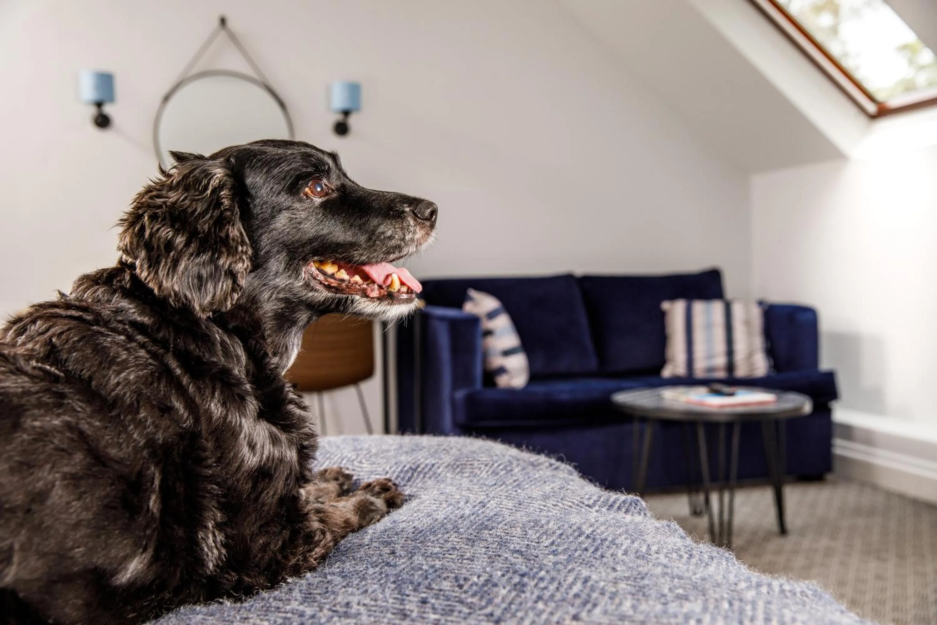 pet friendly in Mercure Oxford Hawkwell House Hotel