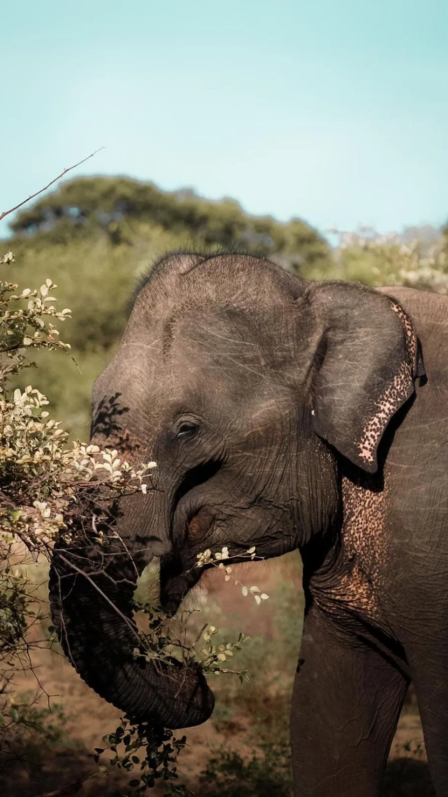 Spring in Yala Hotel Elephant Eye