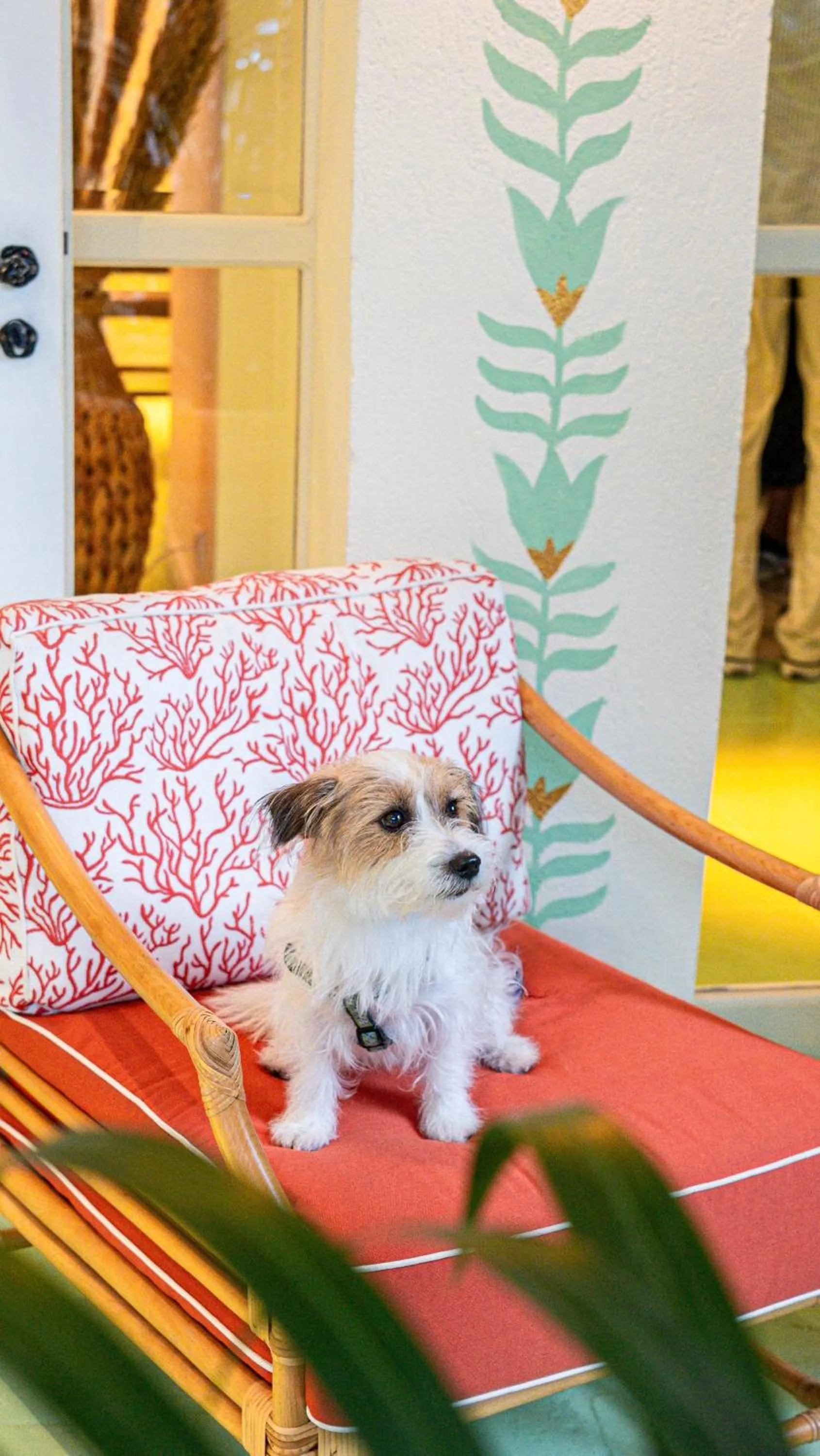 Animals in Hôtel La Tartane Saint-Tropez