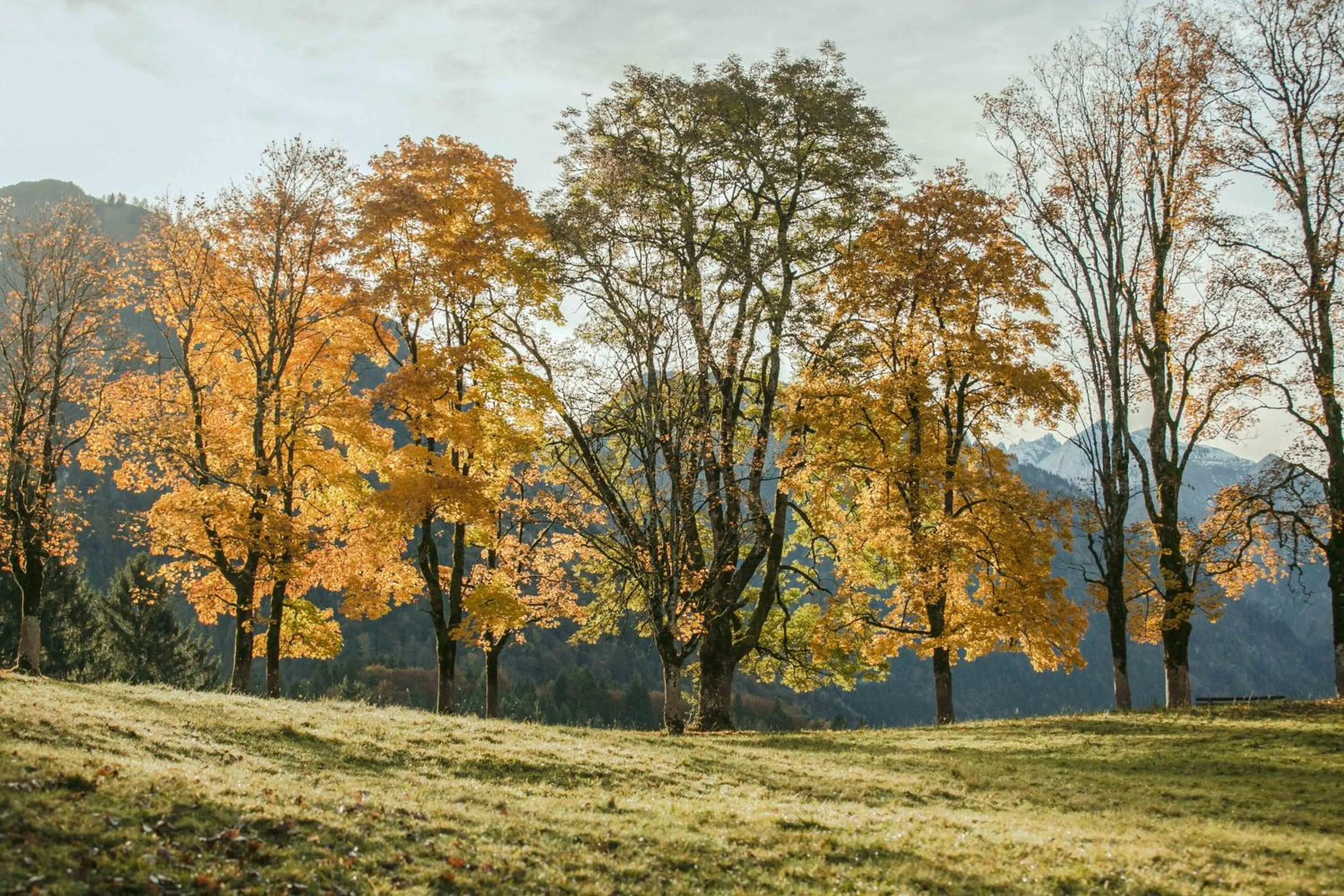Natural landscape in Ferienwohnungen Alpentraum - Landhaus am Bächle