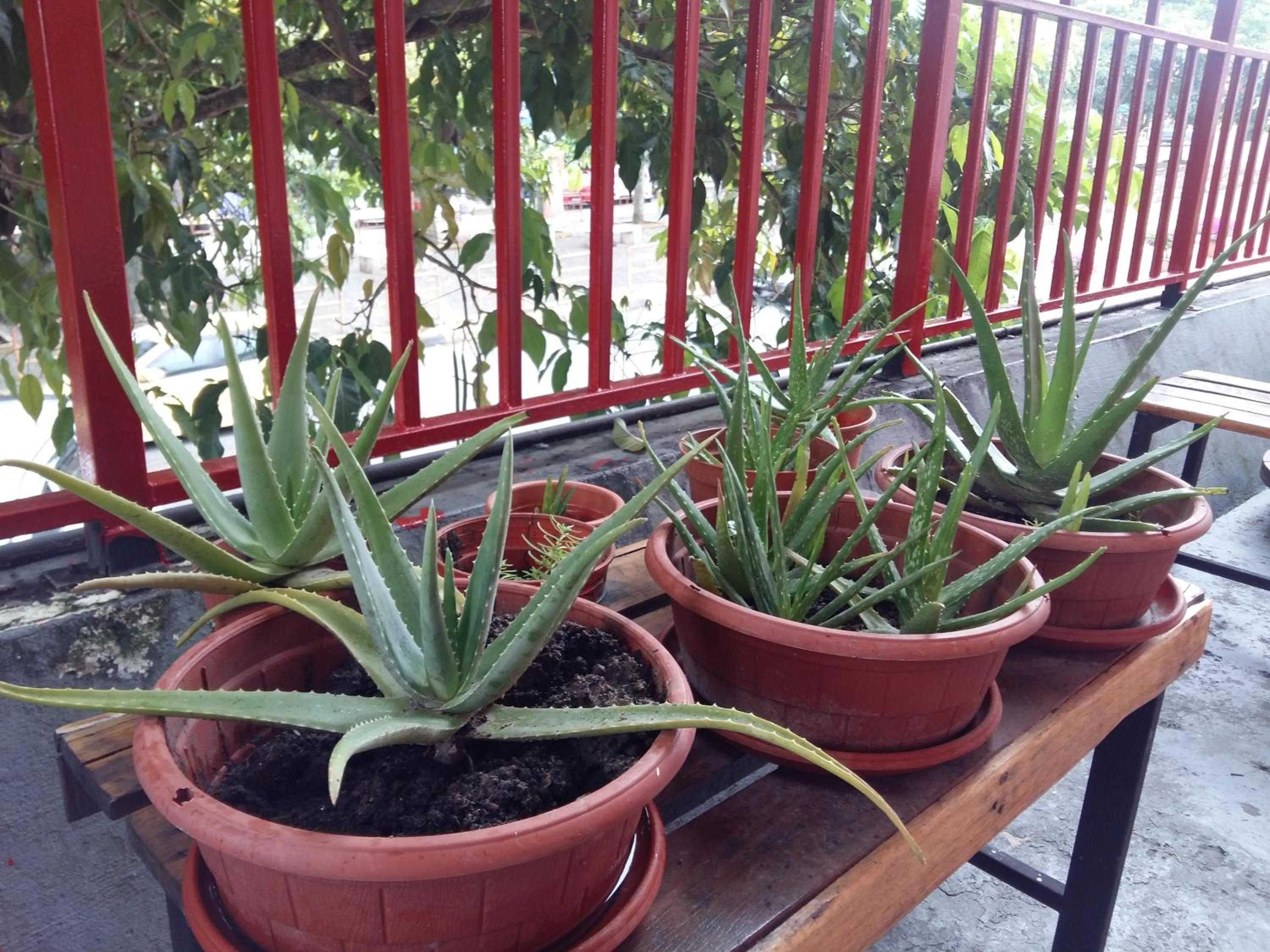 Ranau Backpackers Hostel