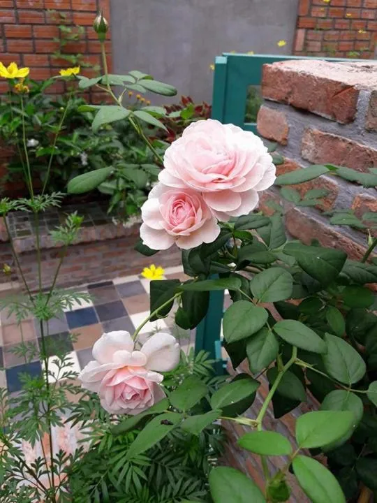 Nam Thi Holiday Home