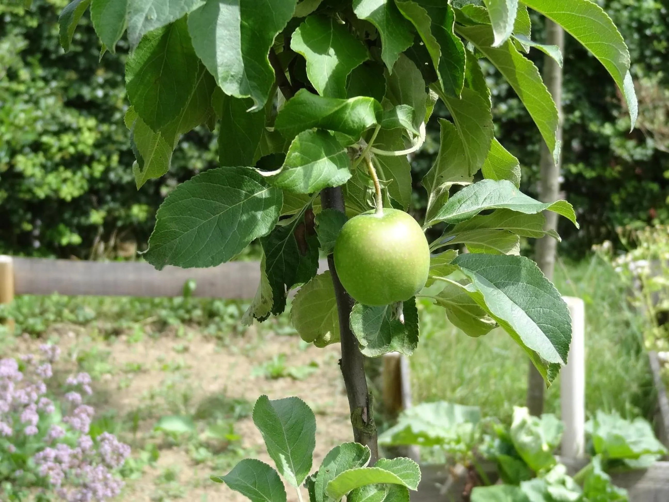 Garden in La Fermette Blanche