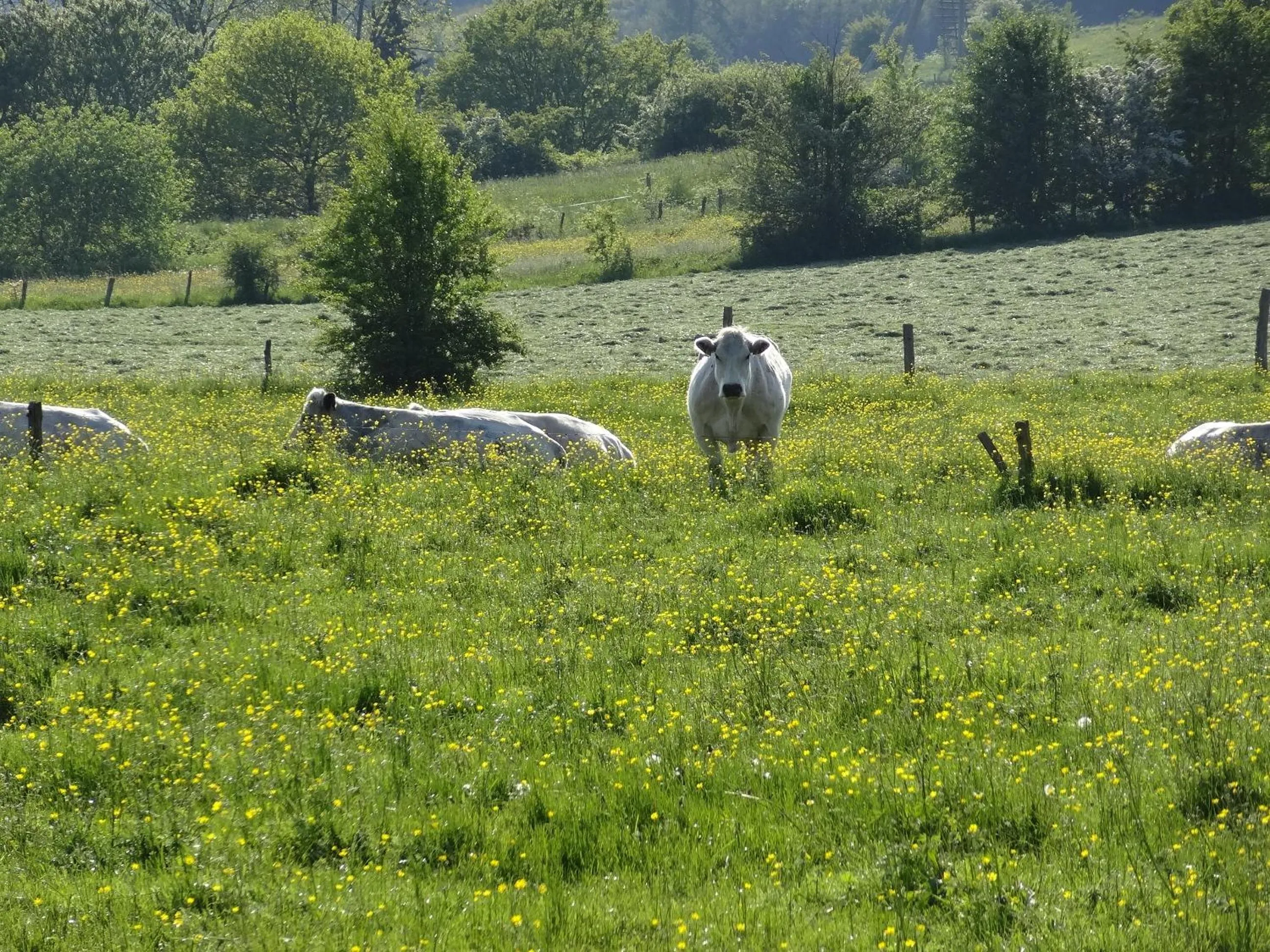 Natural landscape in La Fermette Blanche